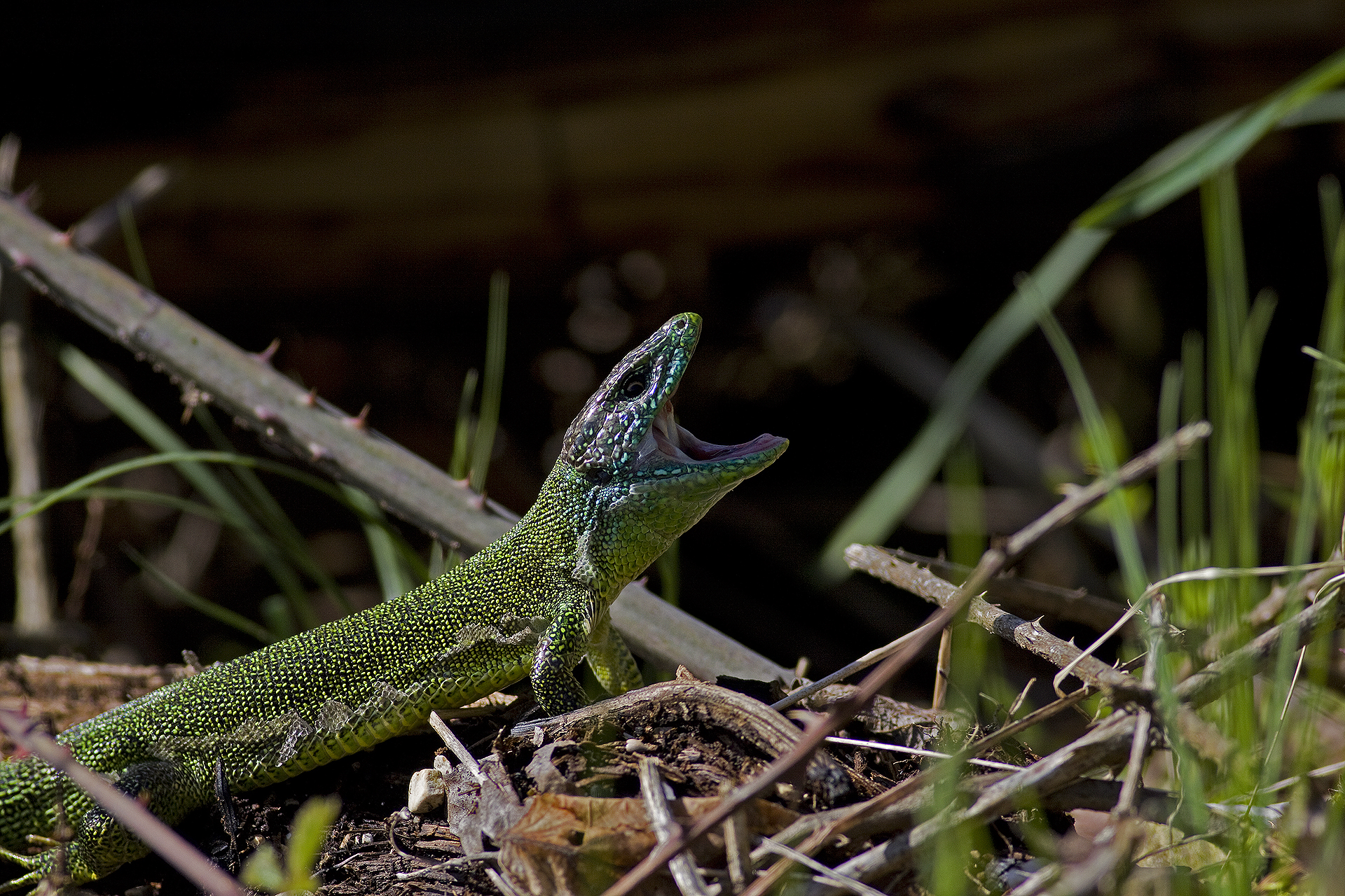Ramarro assonnato...