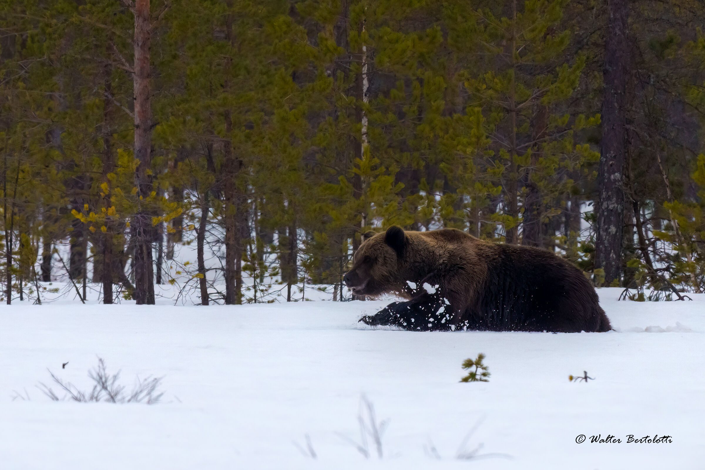 the lord of the north