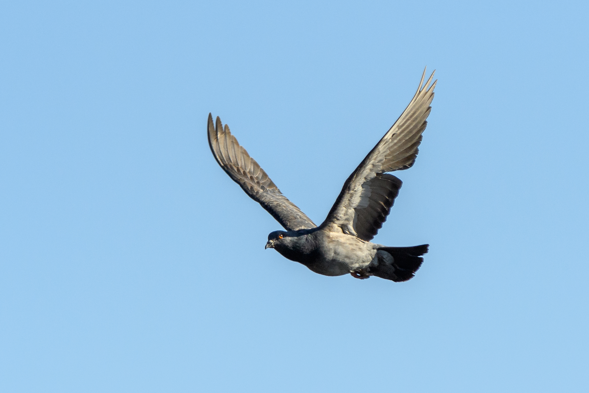Pigeon