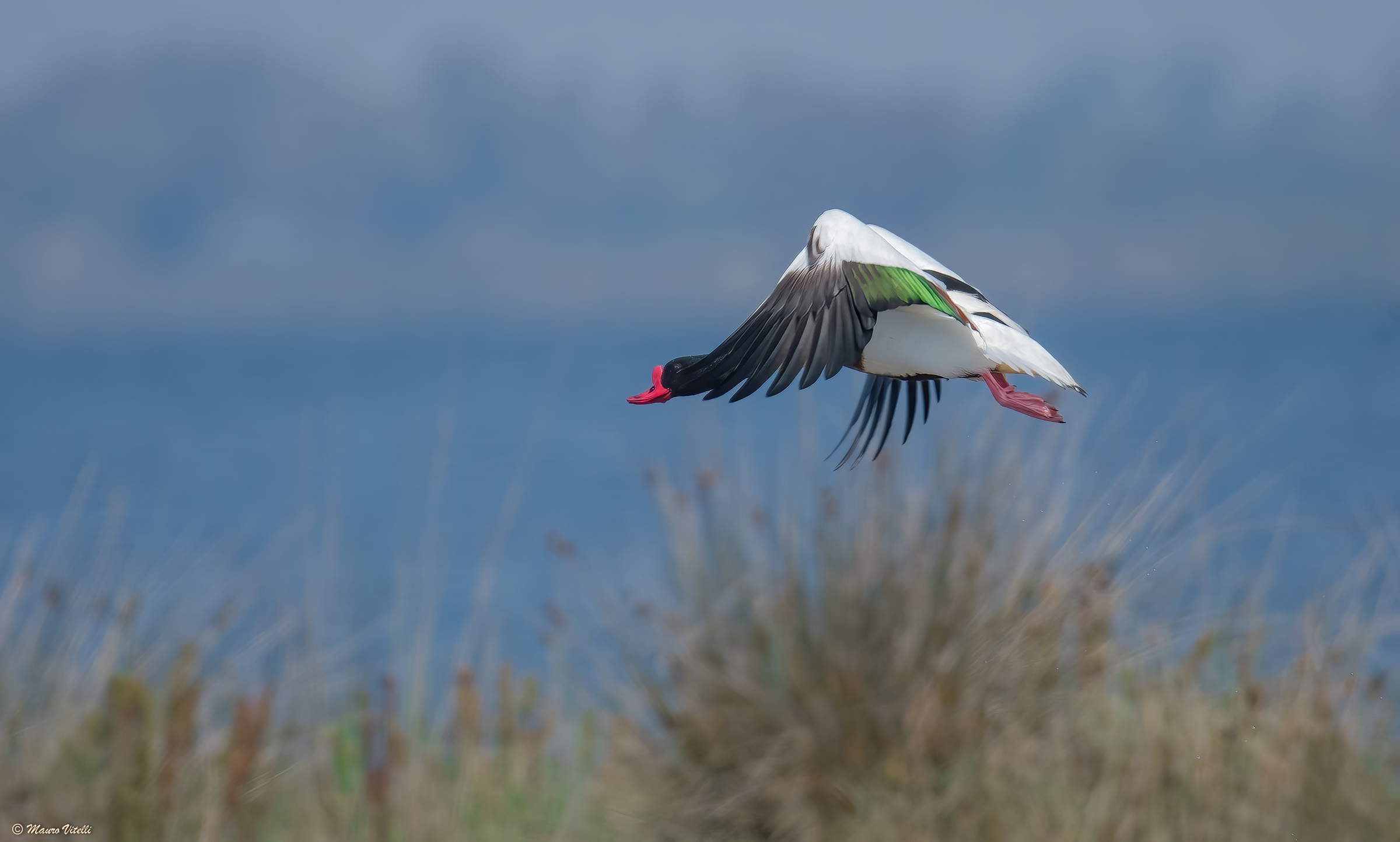 Volpoca (Tadorna tadorna)