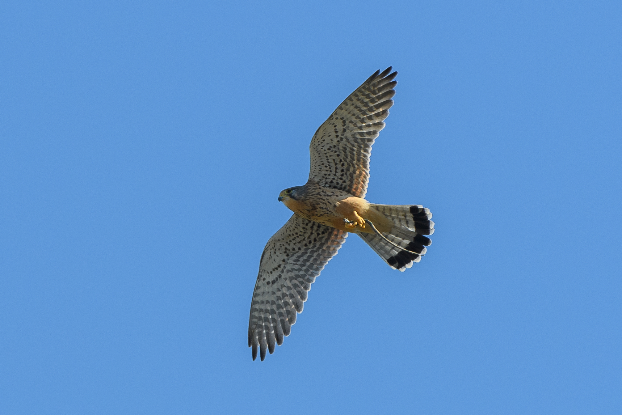 Kestrel with prey