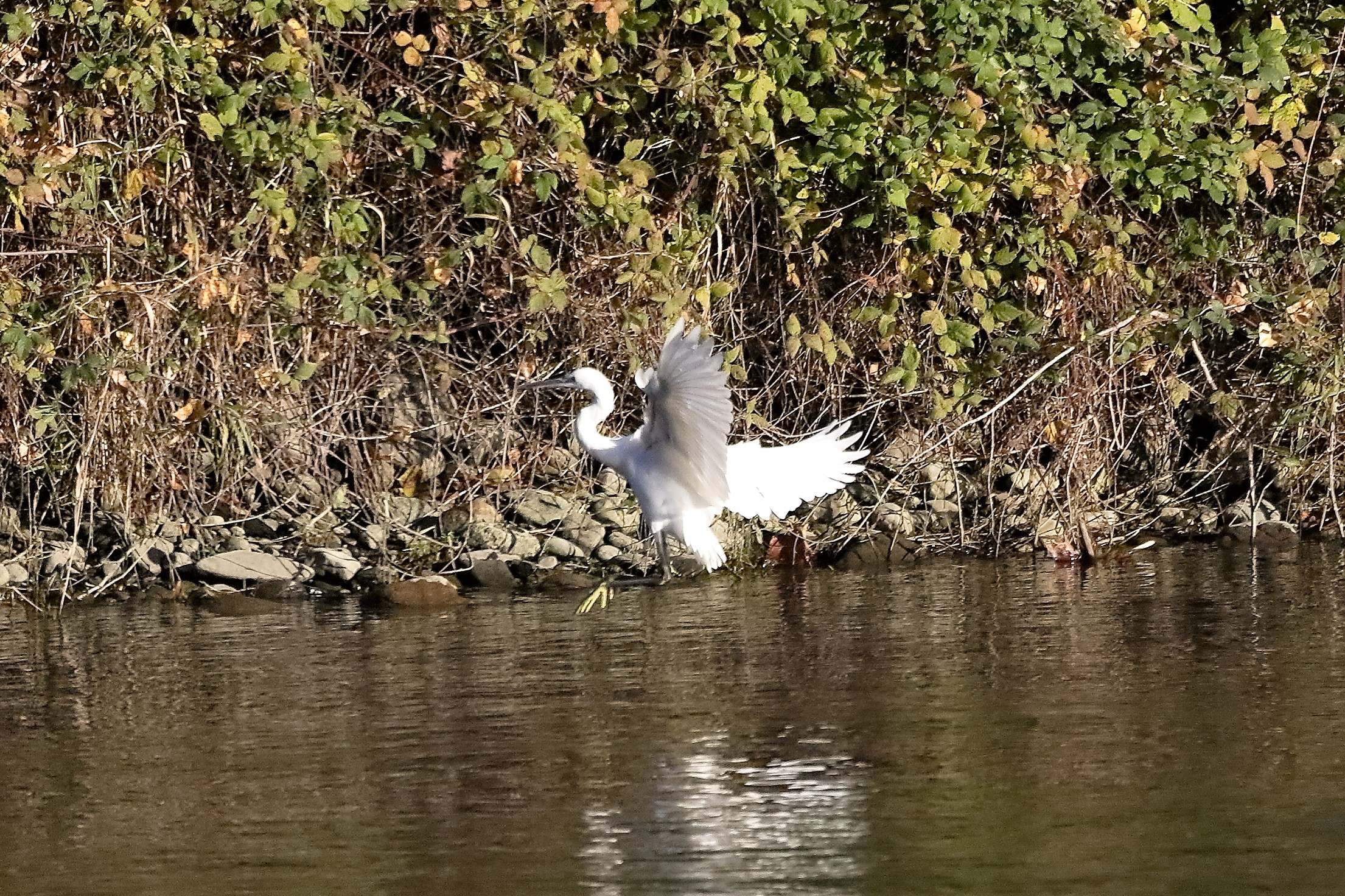 Garzetta 23 novembre 2022