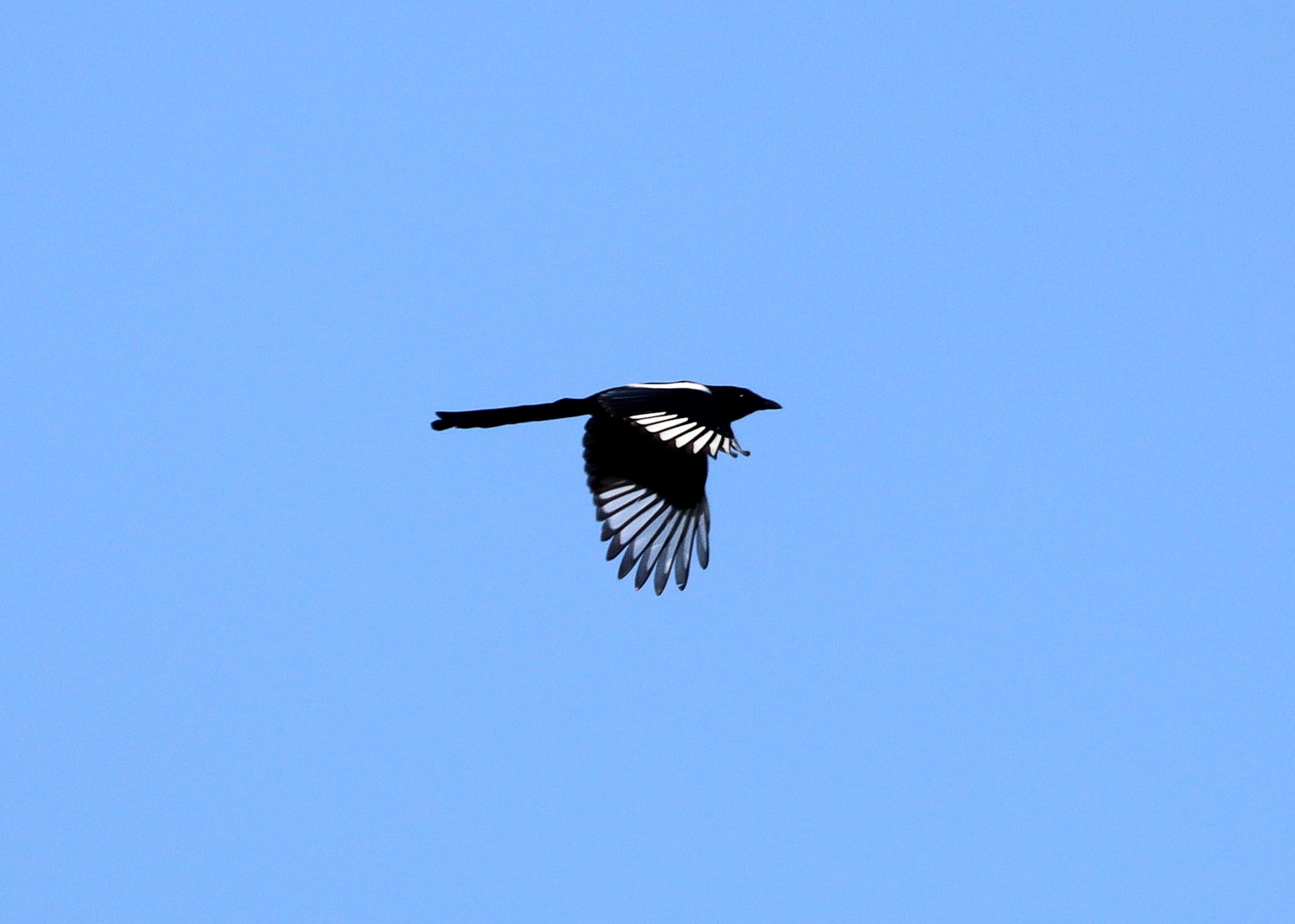 The white feathers of the wings are 18