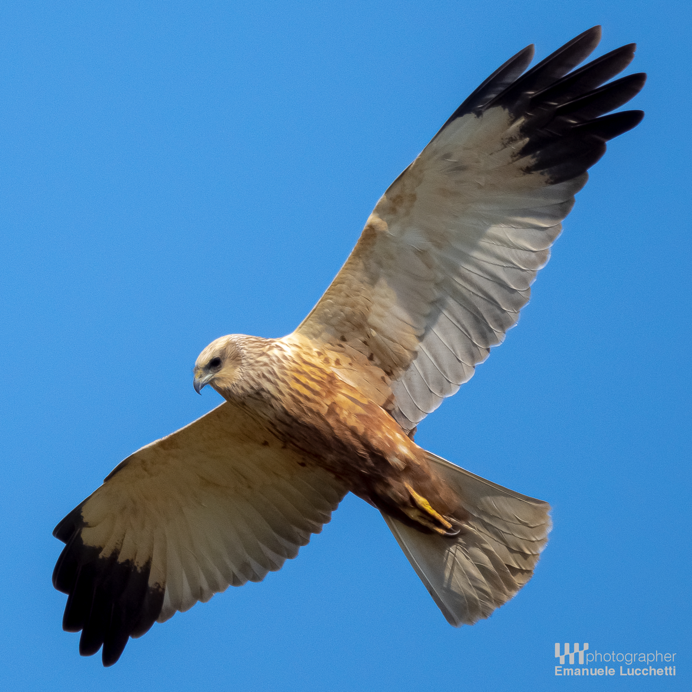 Falco di palude (male)