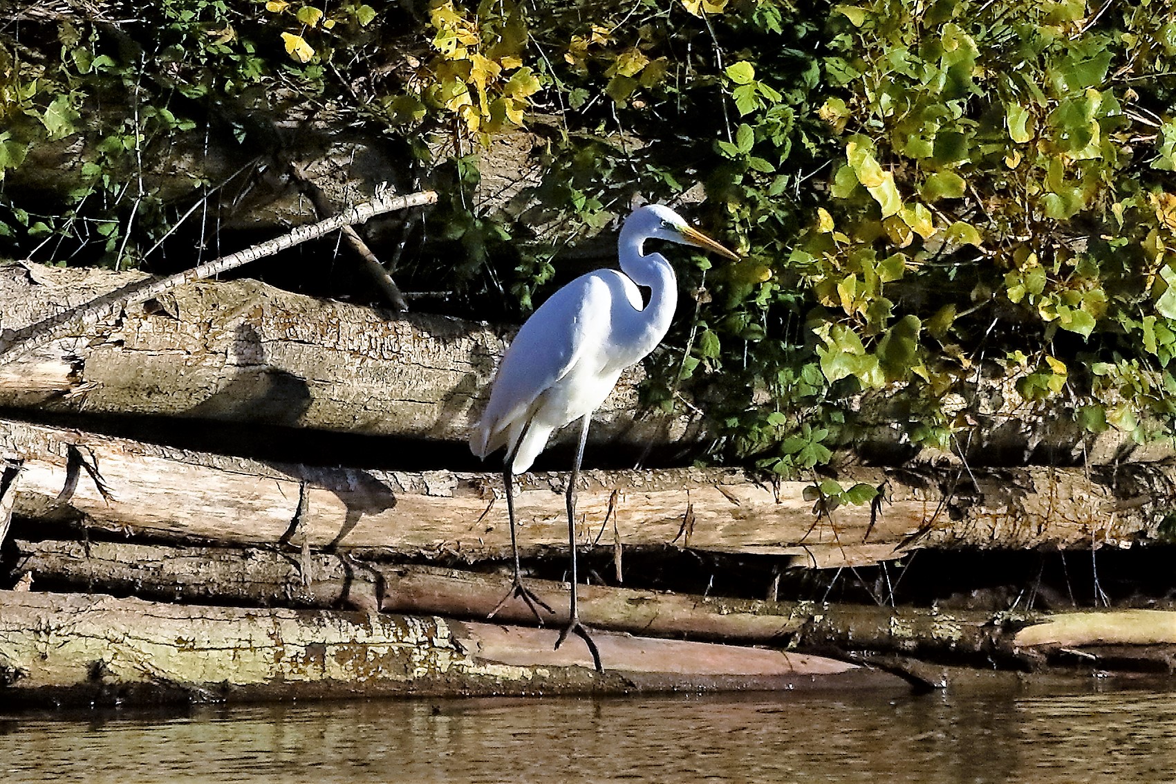 Airone BM 23 novembre 2022