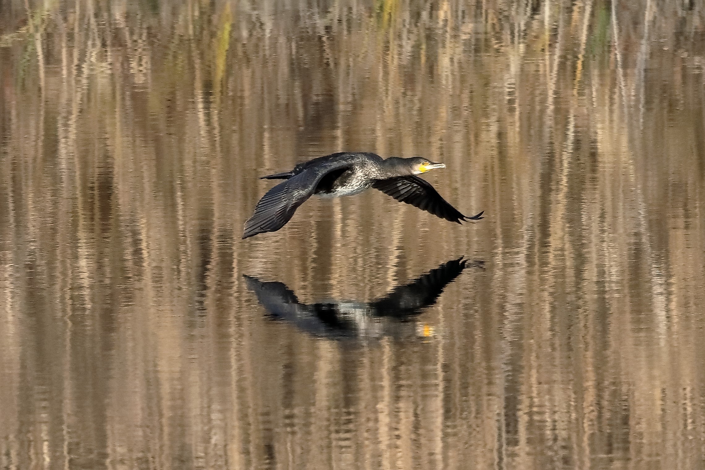 Cormorano 18-12-2022