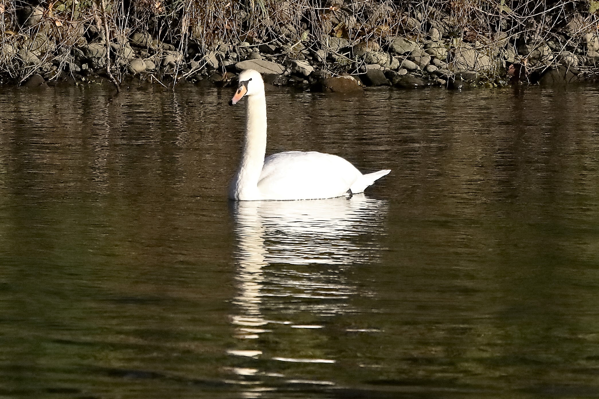 Cigno R 23 Novembre 2022