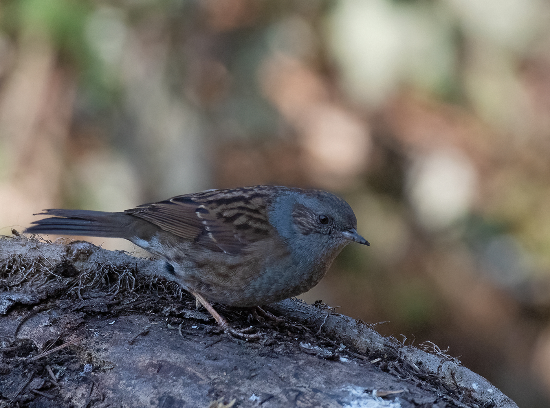 dunnock