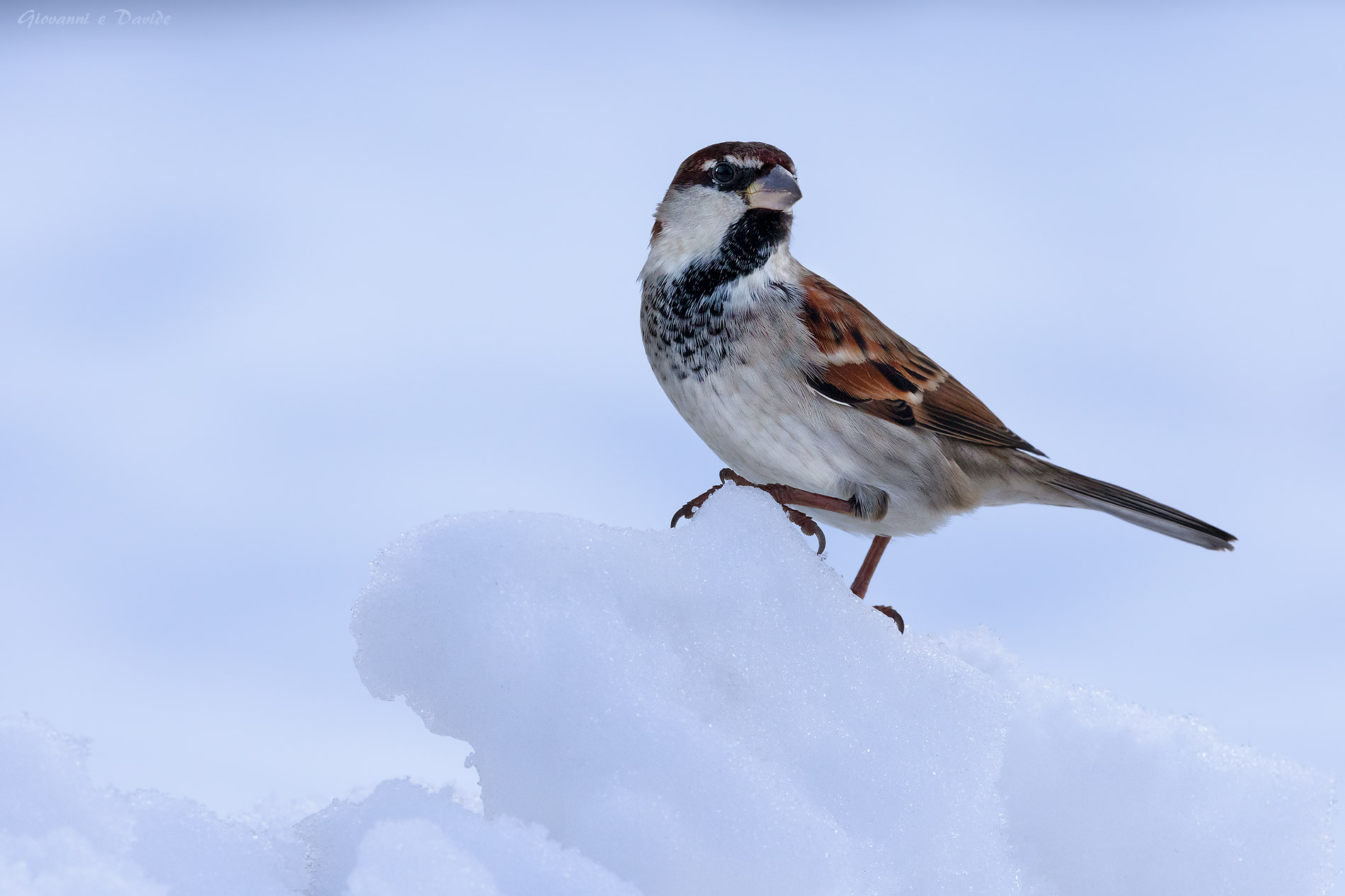 ...L'alpinista...