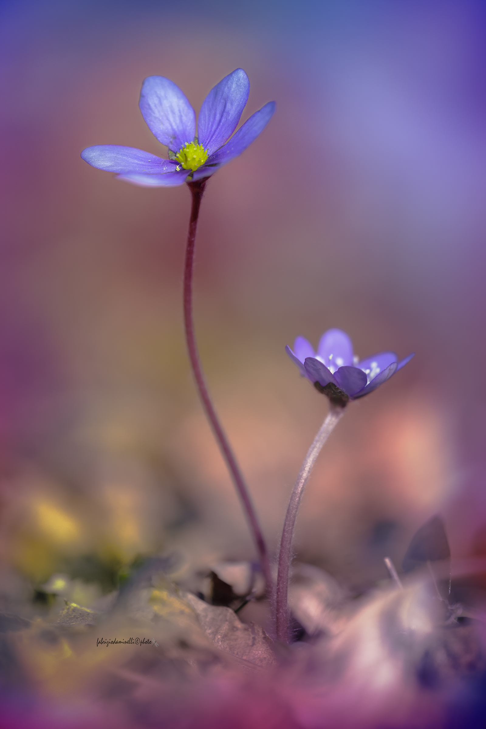 Hepatica nobilis