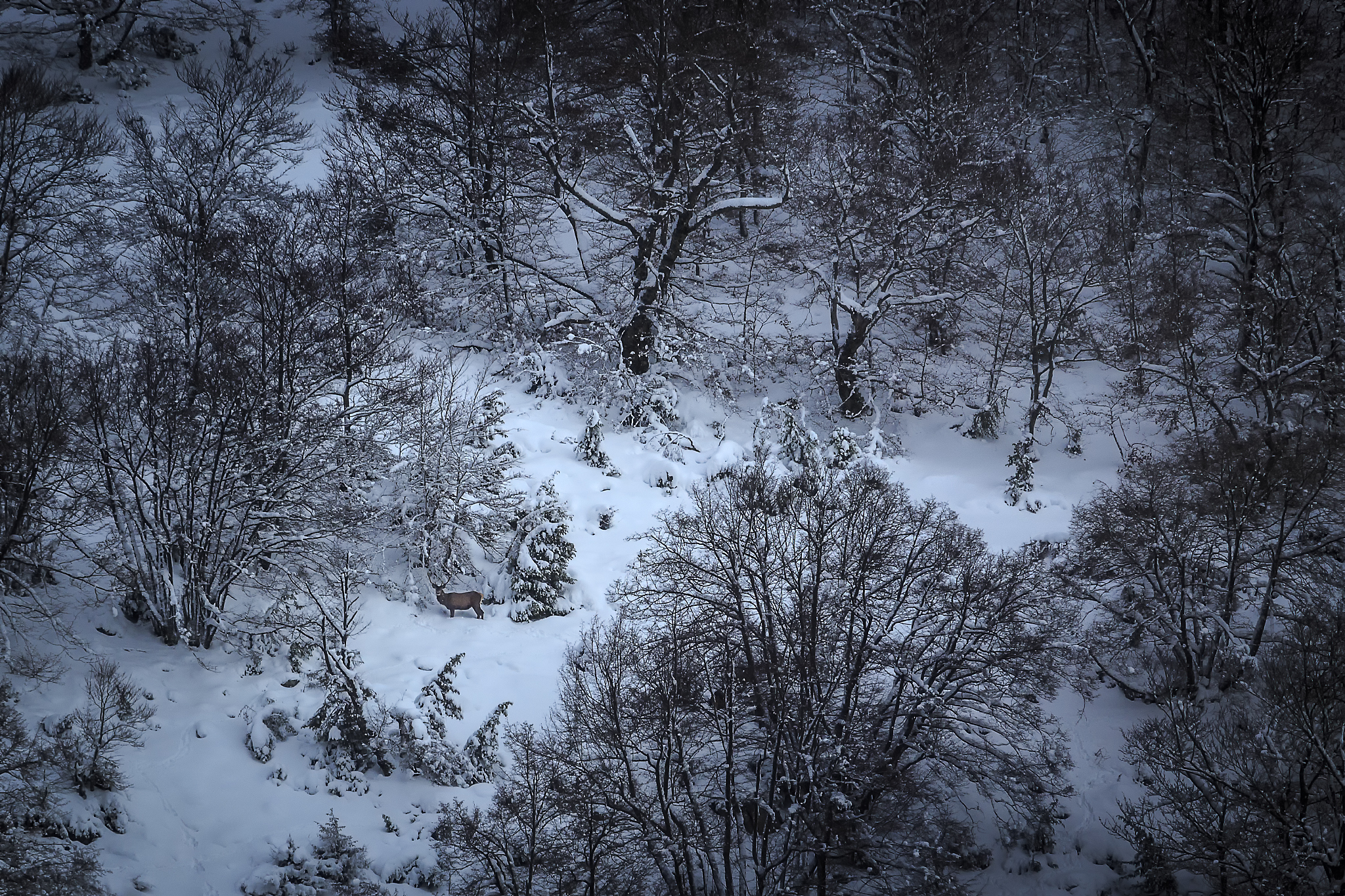 in the woods
