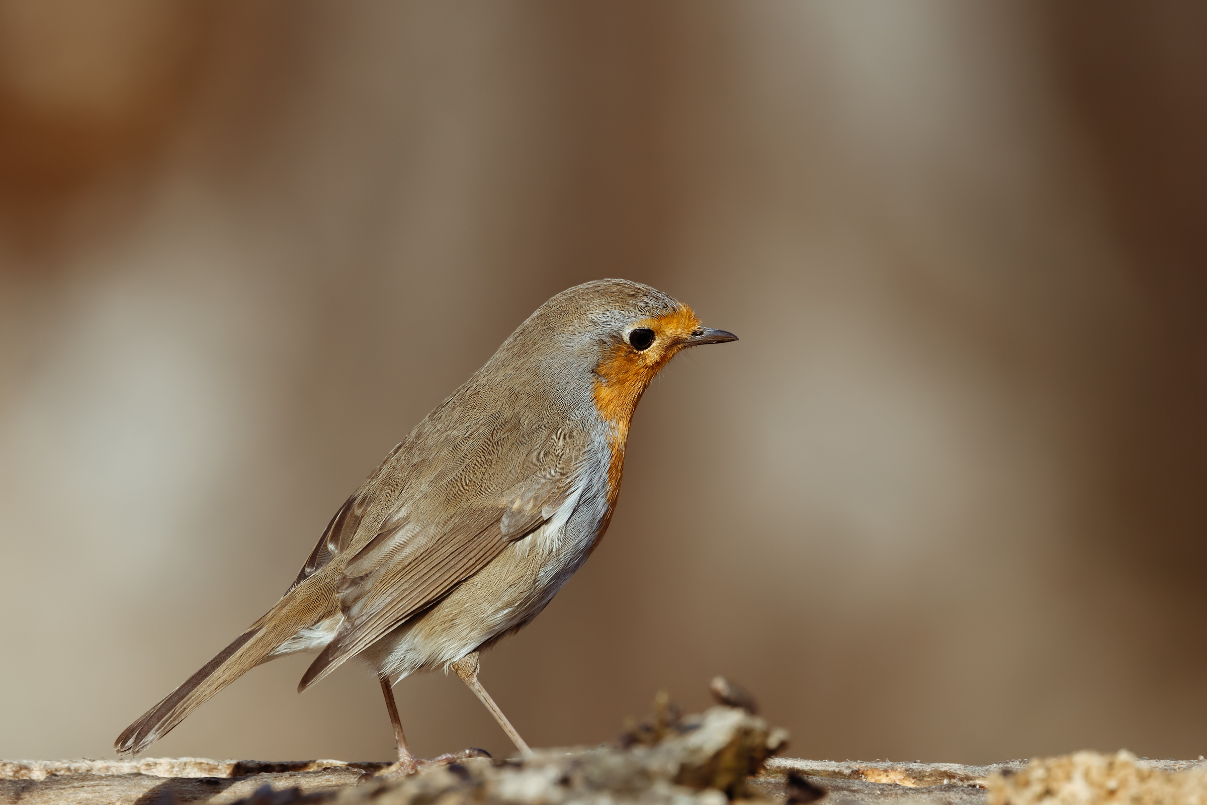 Erithacus rubecula (Robin)
