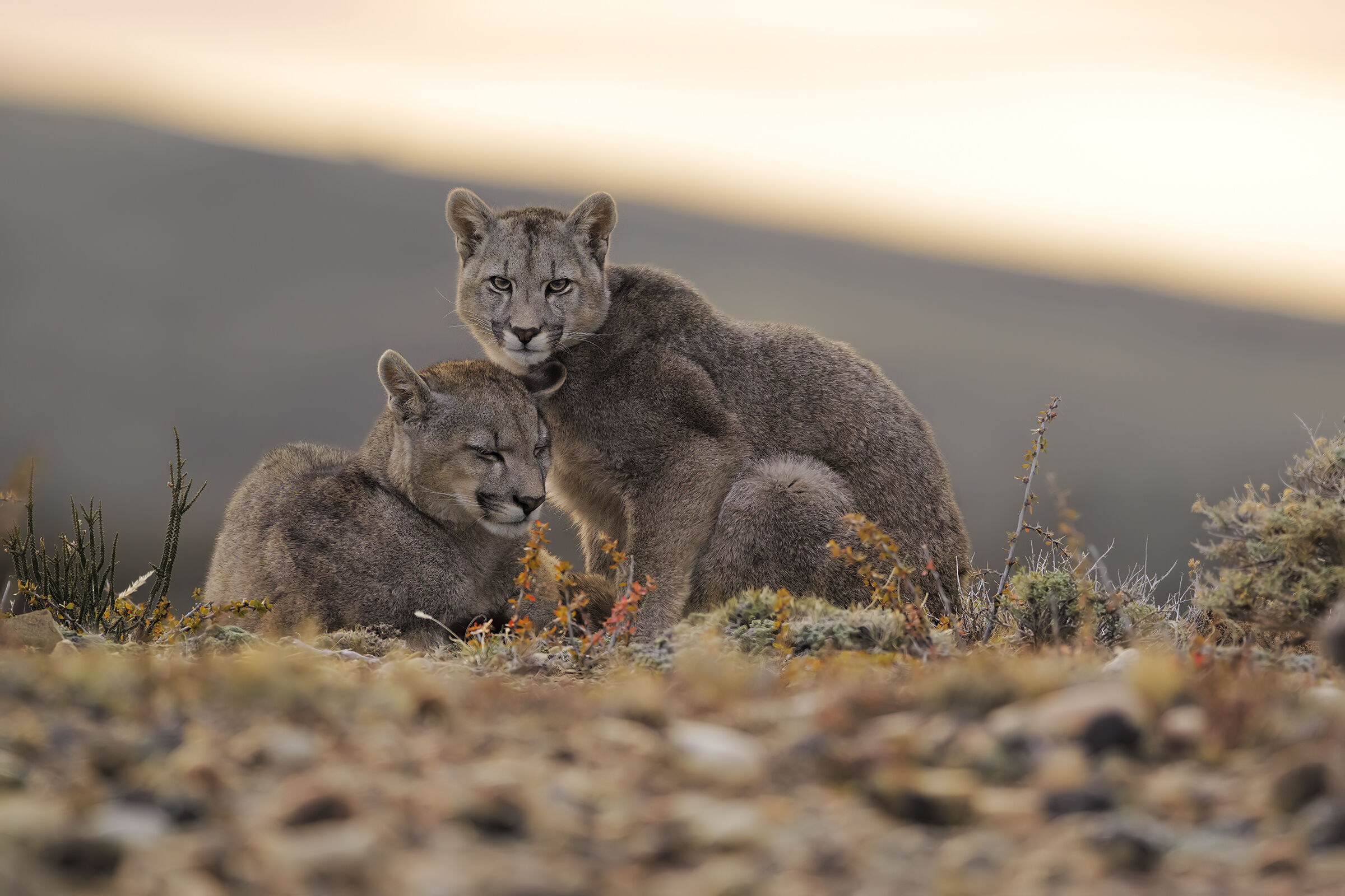 FirstPuma