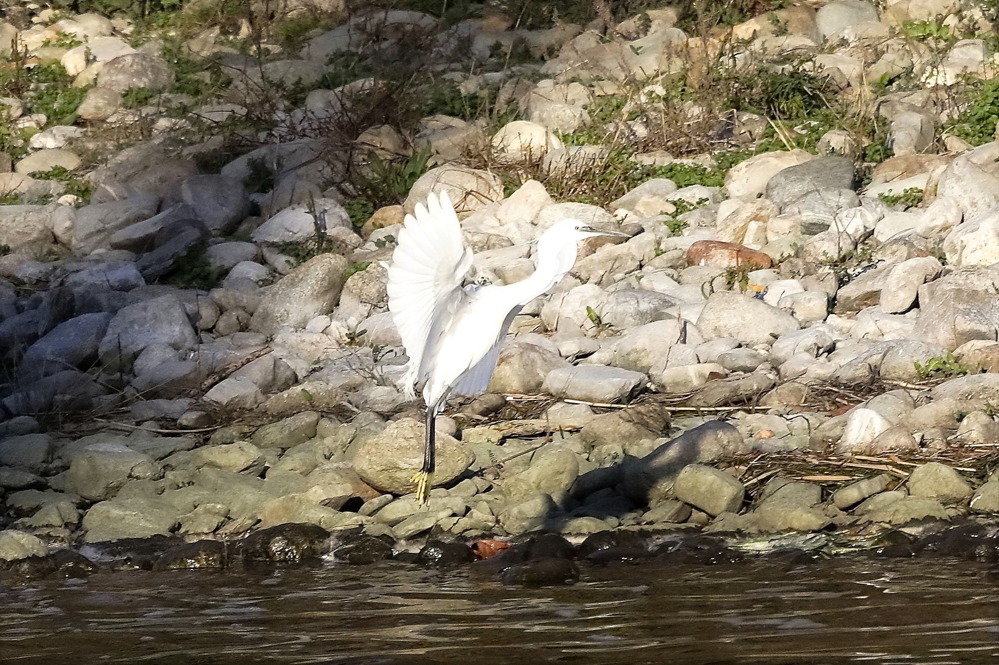 Garzetta 23 novembre 2022