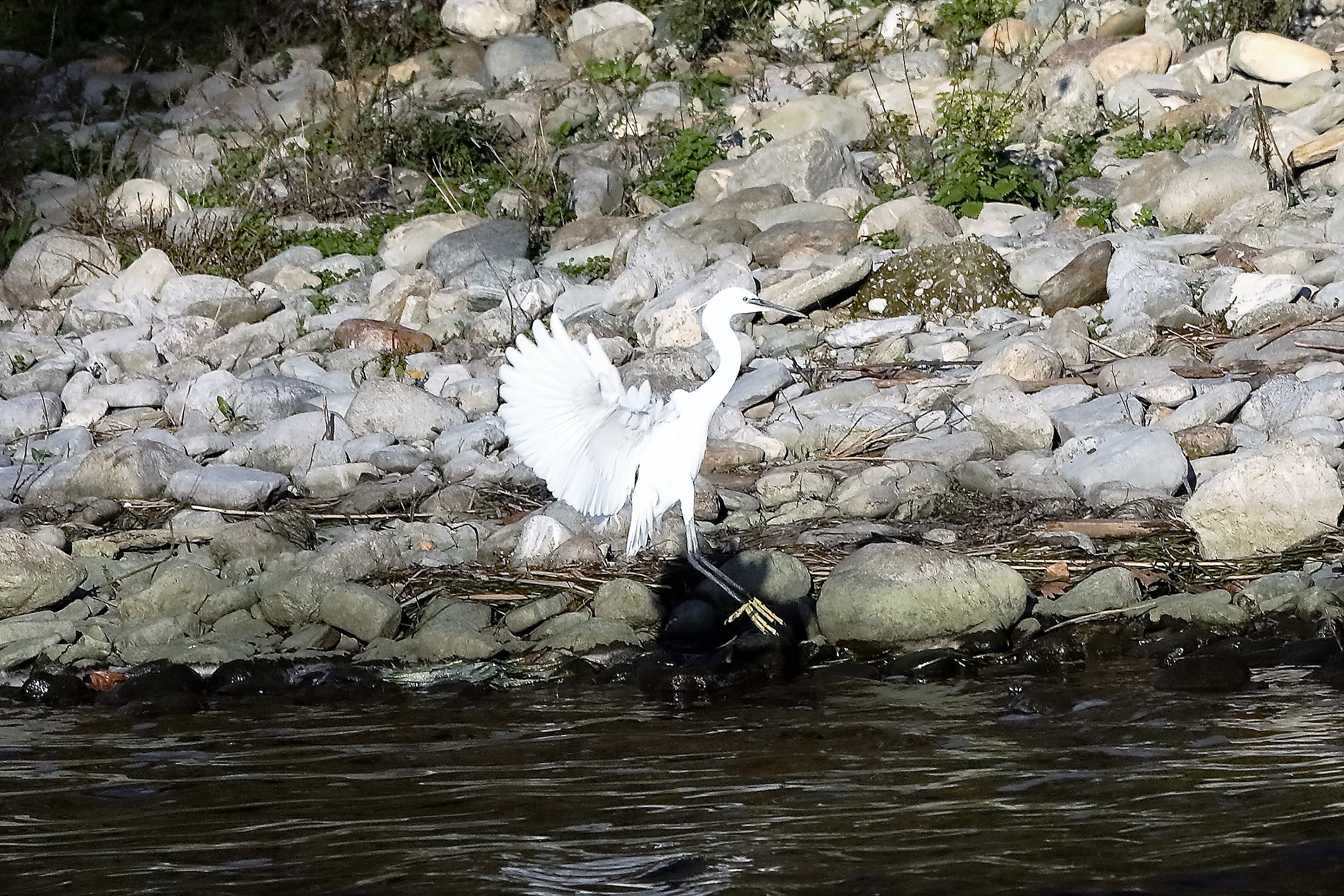 Garzetta 23 novembre 2022