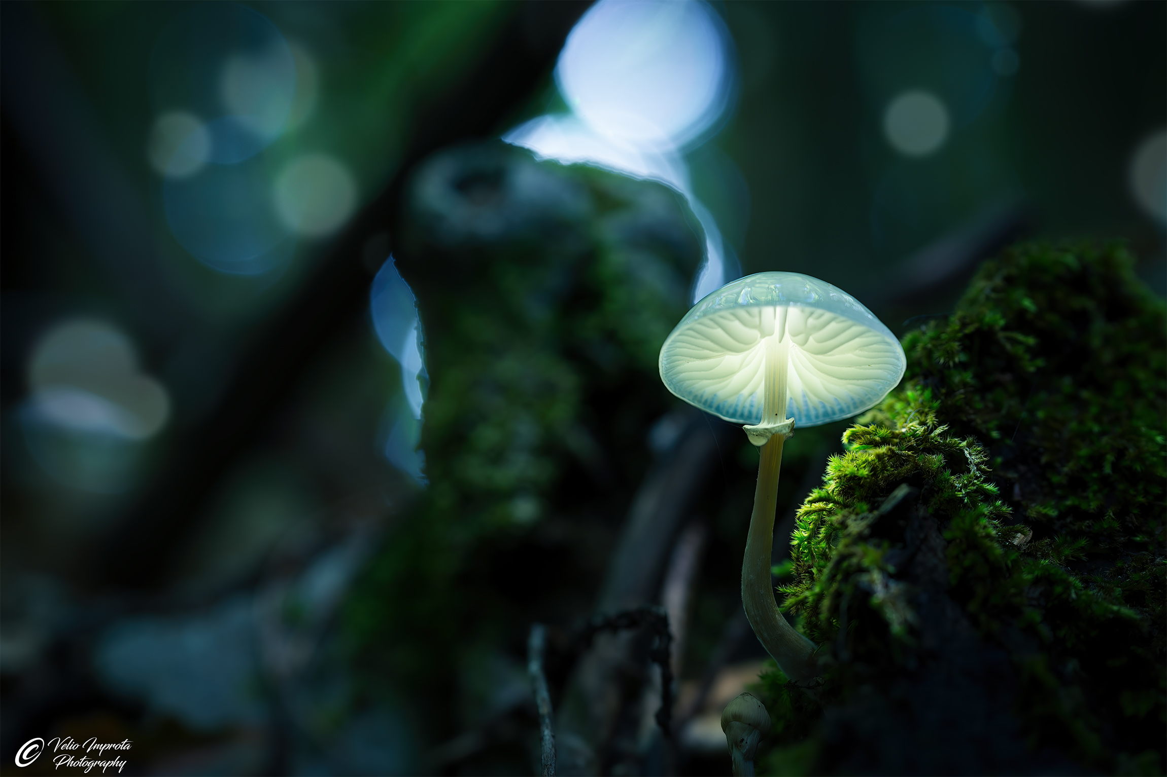 Il piccolo lampione celeste