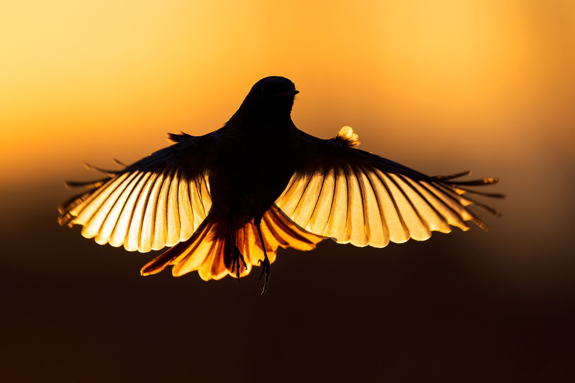 Codirosso Spazzacamino Maschio