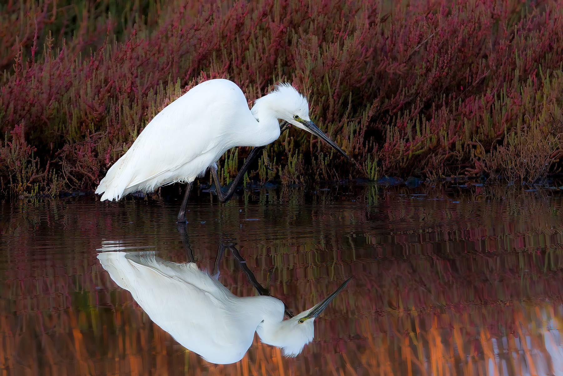 Egret among salicornia