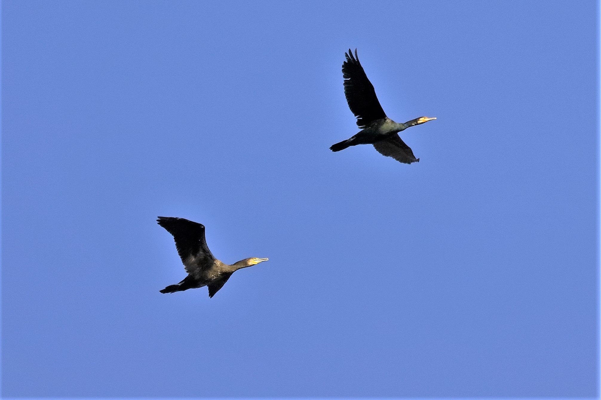 Cormorani 23 novembre 2022