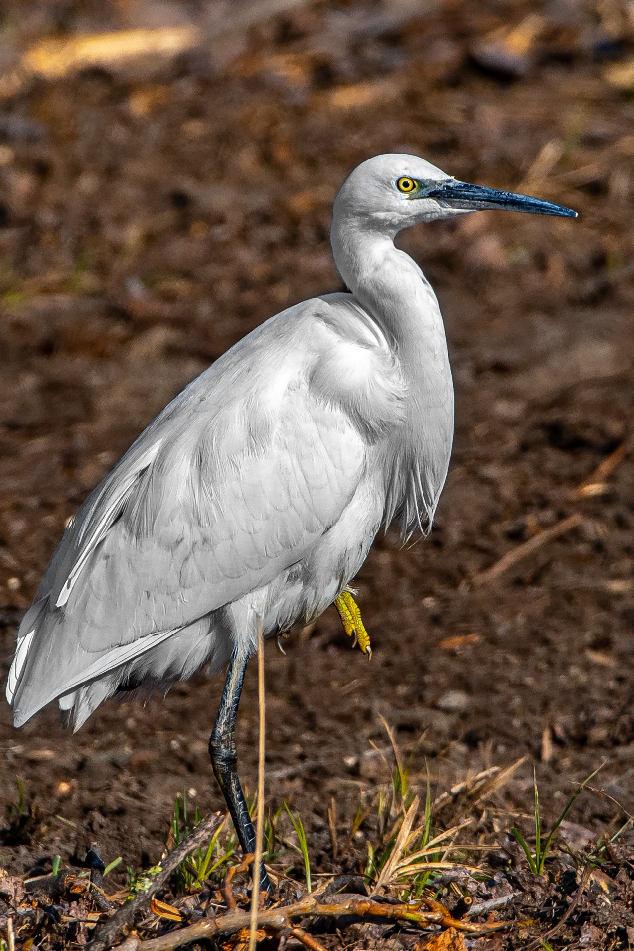 Egret