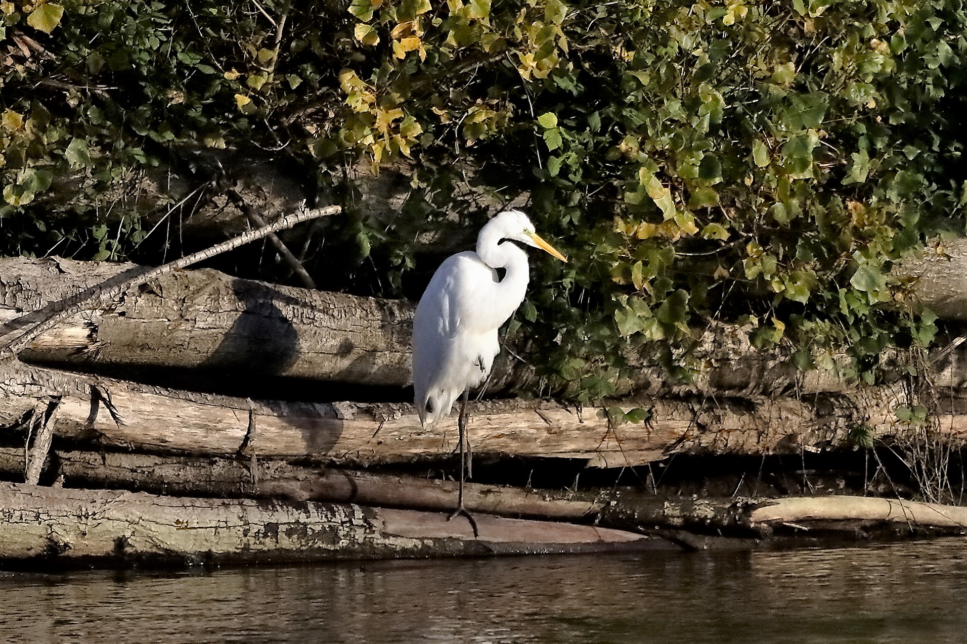 Airone BM 23 novembre 2022