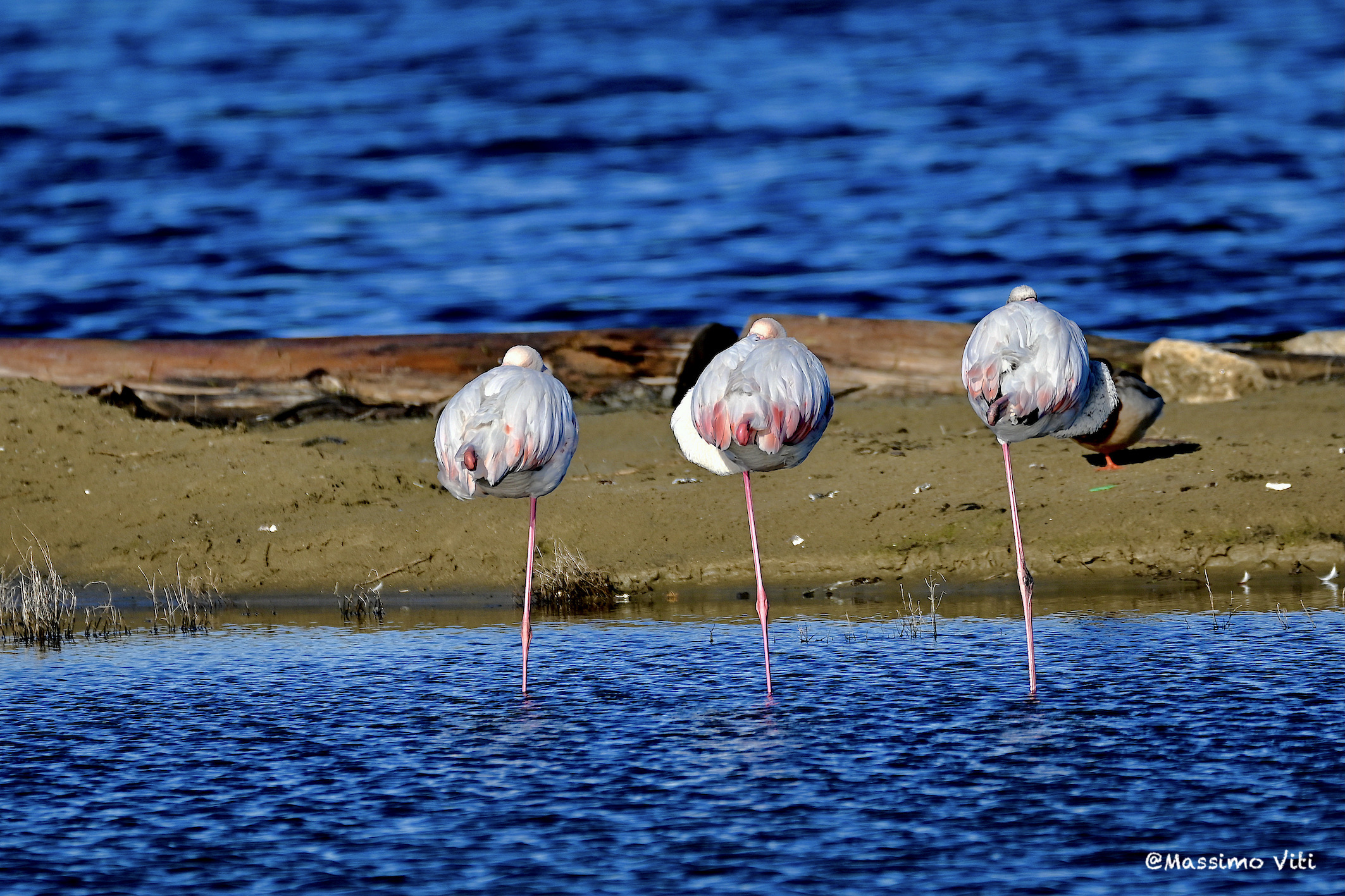 Pink flamingos