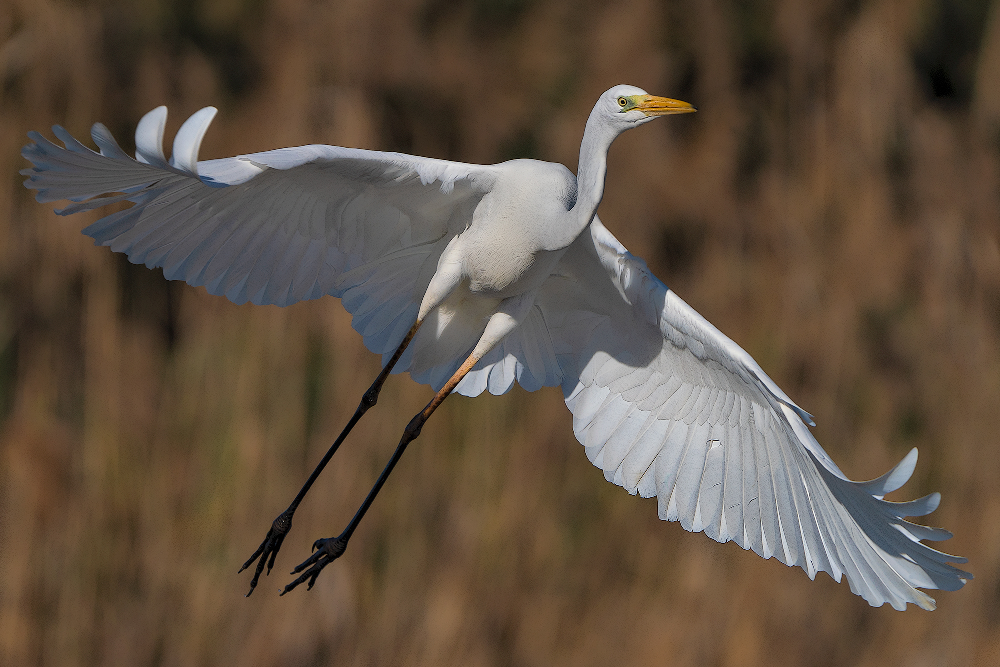 Ardea alba