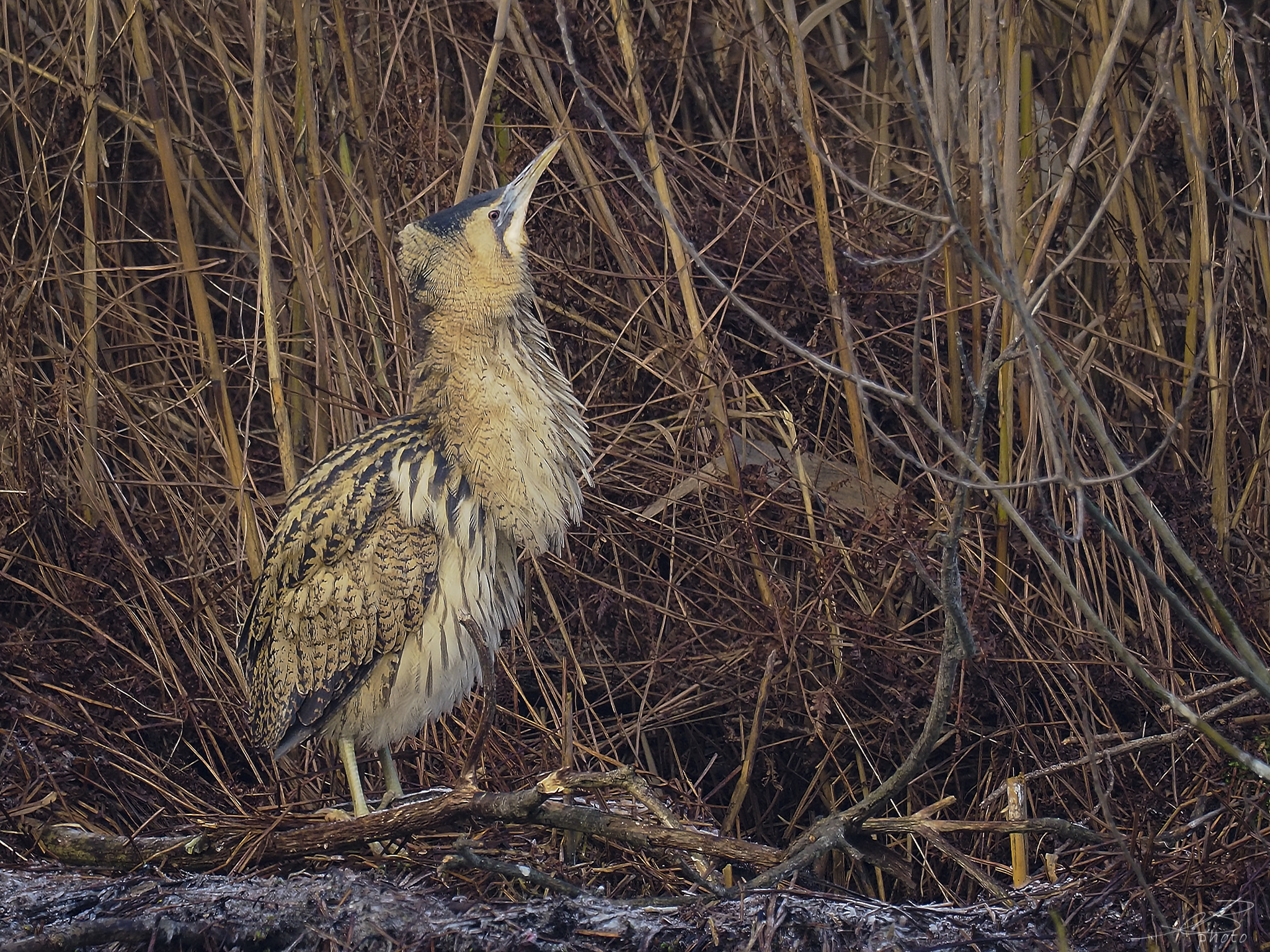 Bittern