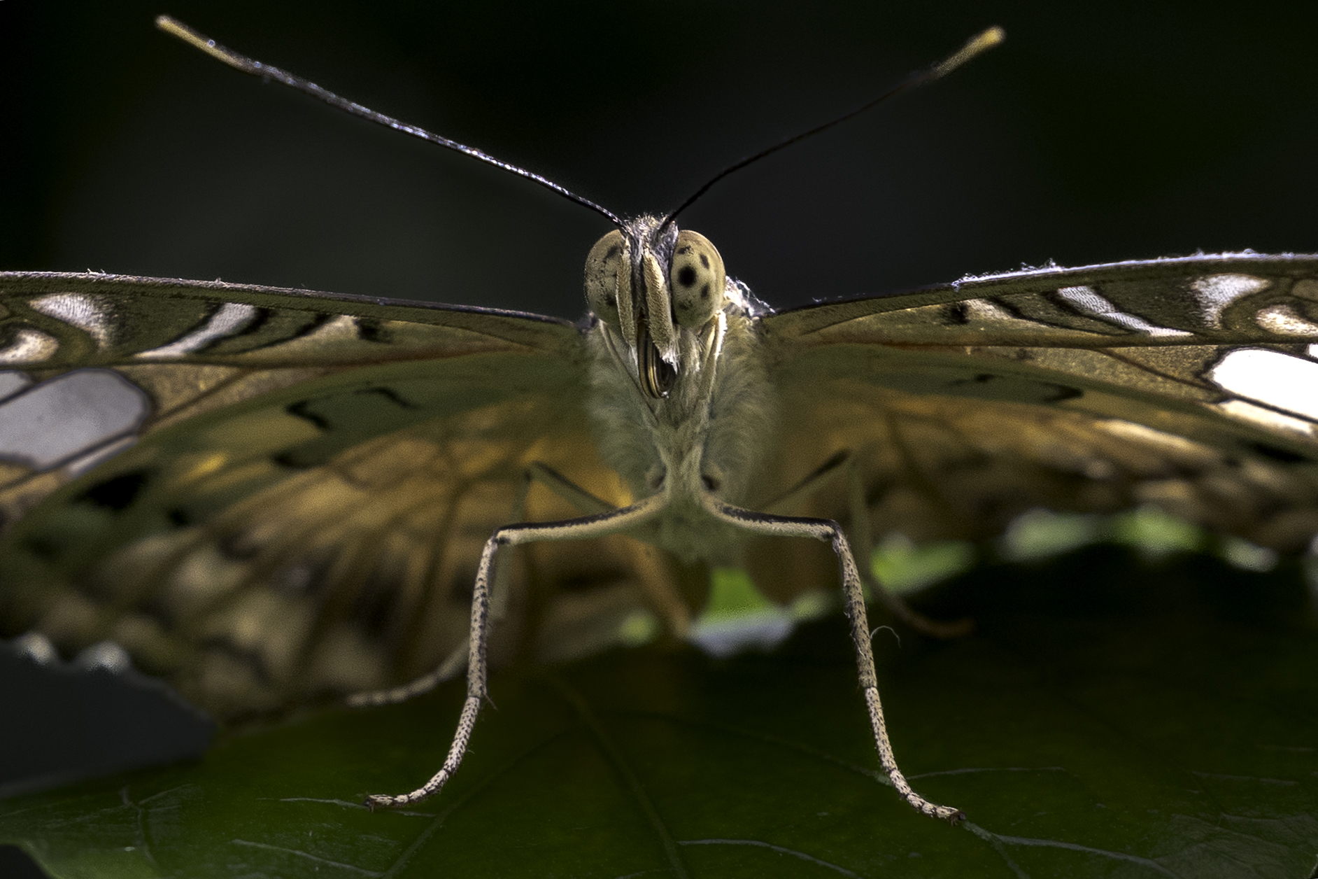 Parthenos sylvia
