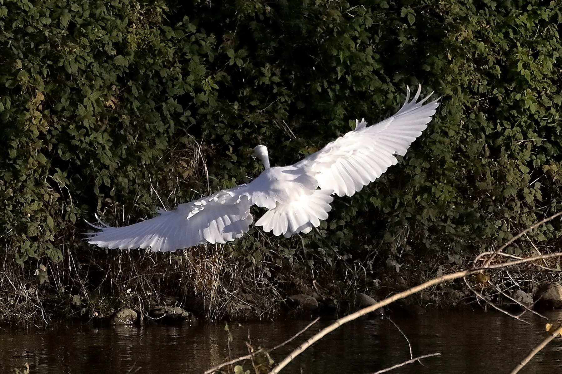 Airone BM 23 novembre 2022