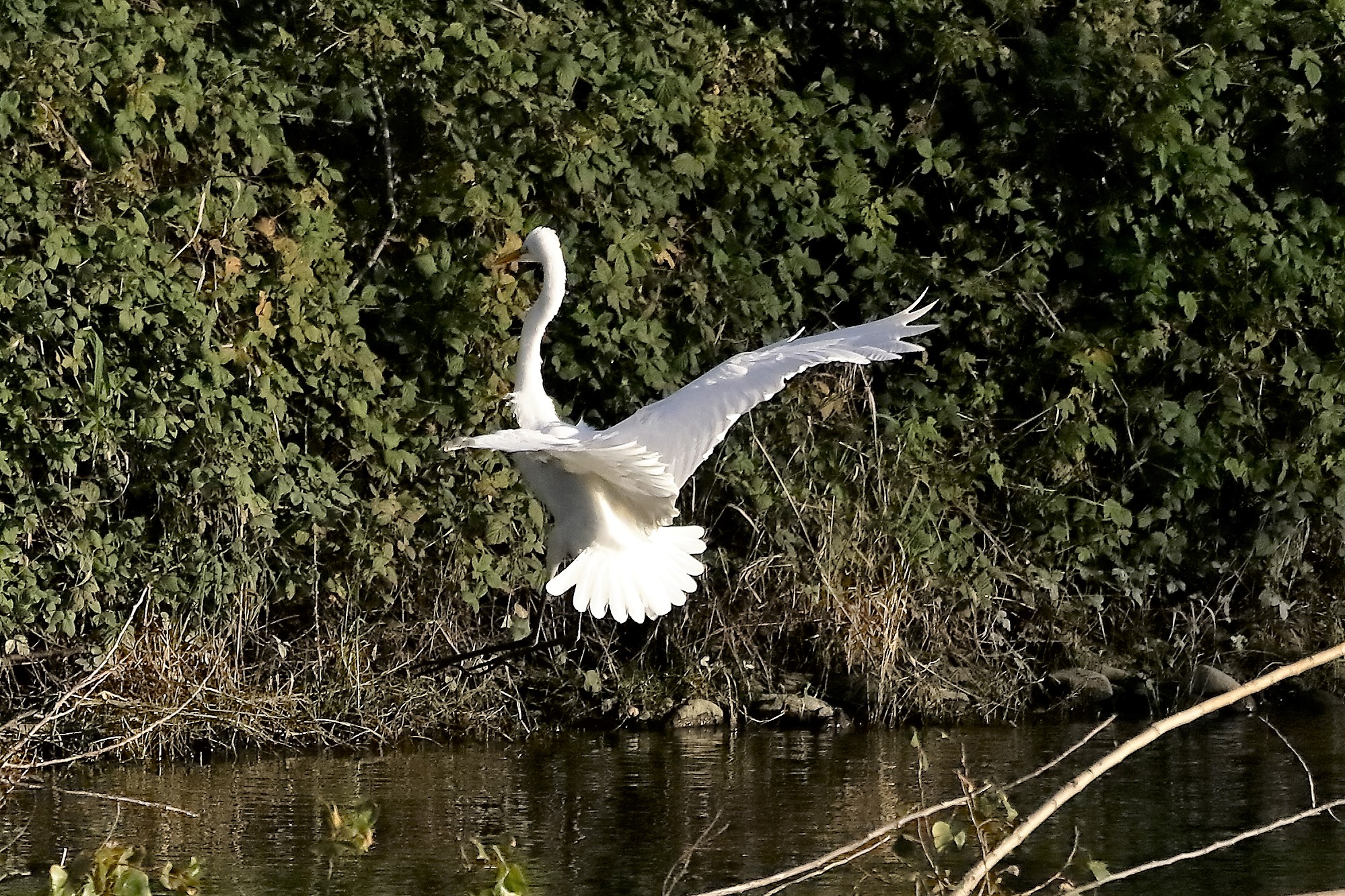 Airone BM 23 novembre 2022