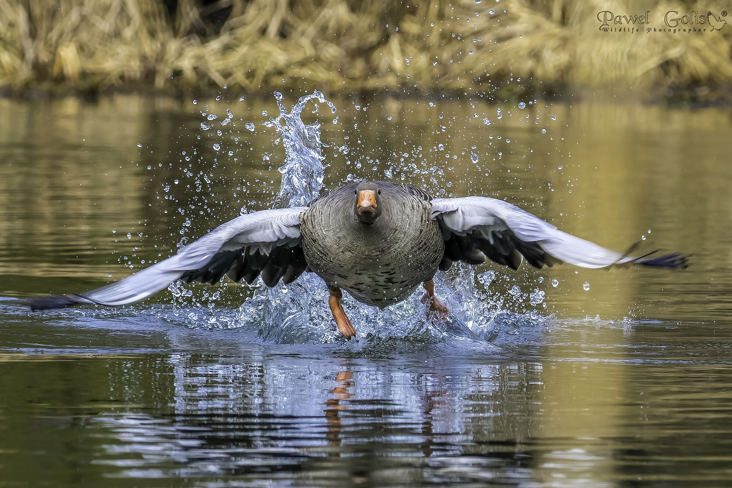Greylag goose (Anser anser)