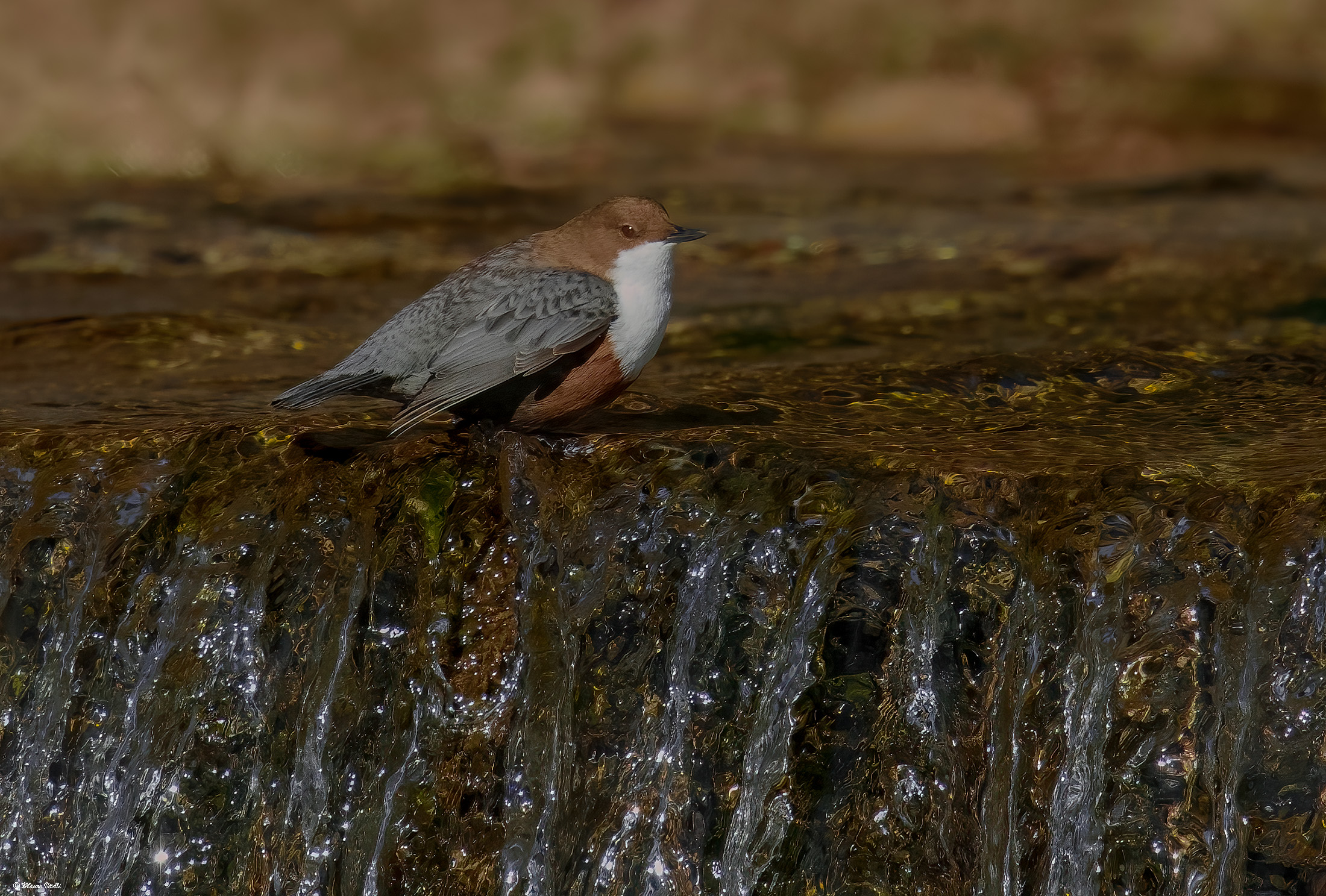 Dipper (Cinclus cinclus)
