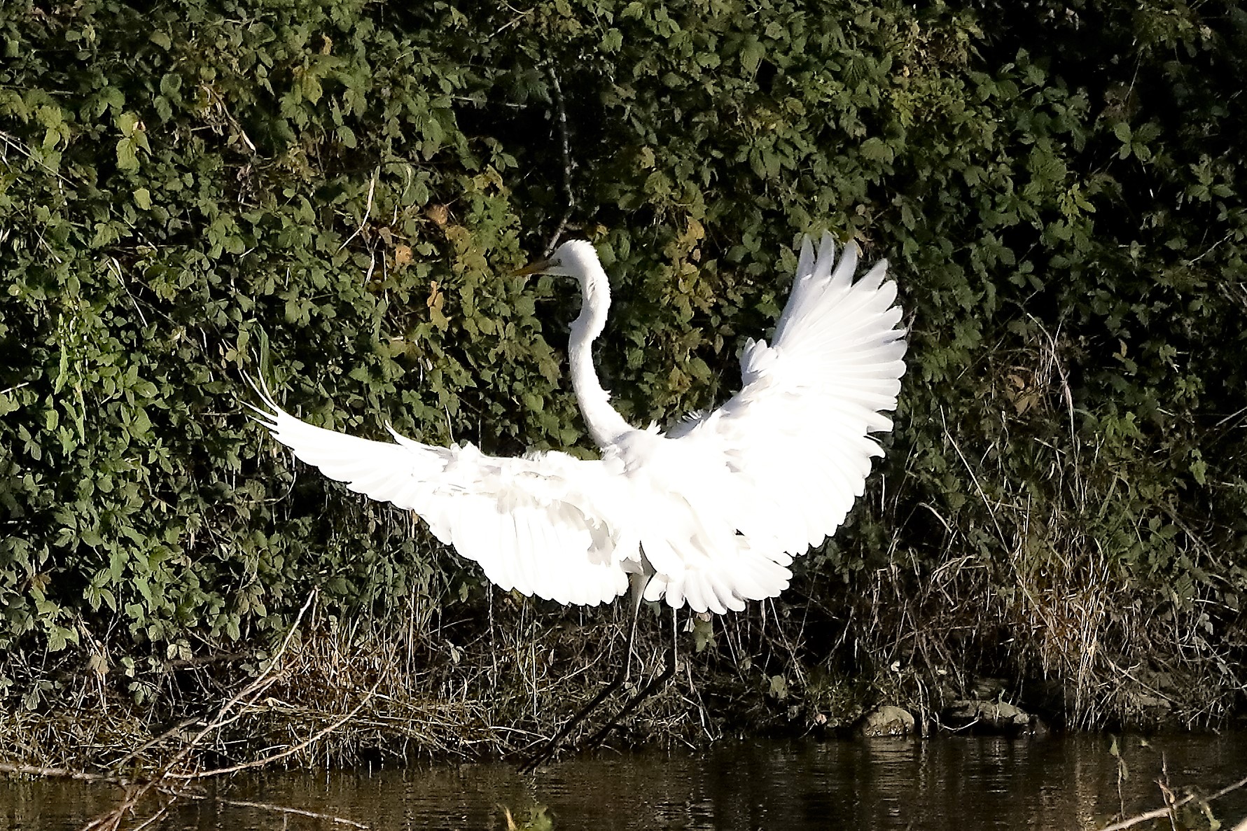 Airone BM 23 novembre 2022