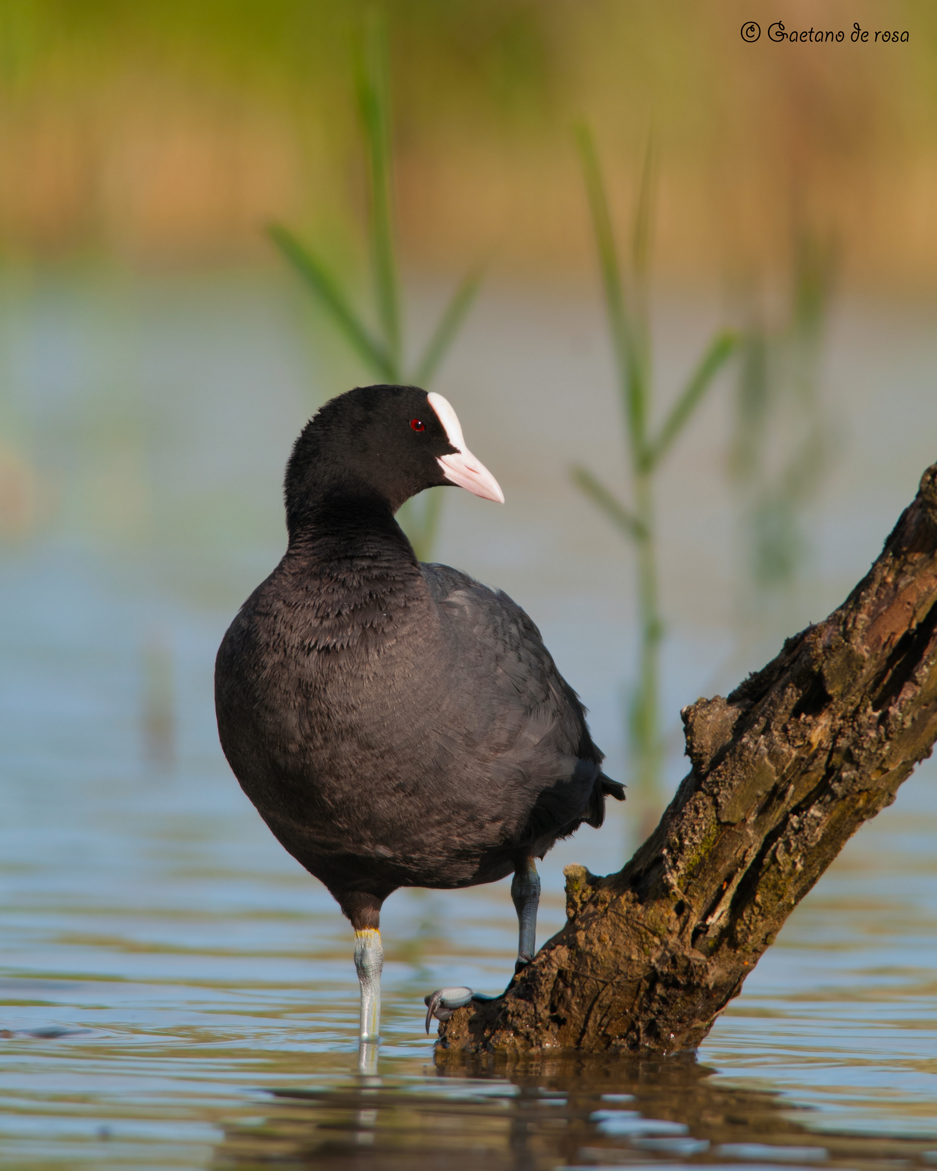 Una semplice Folaga all'alba