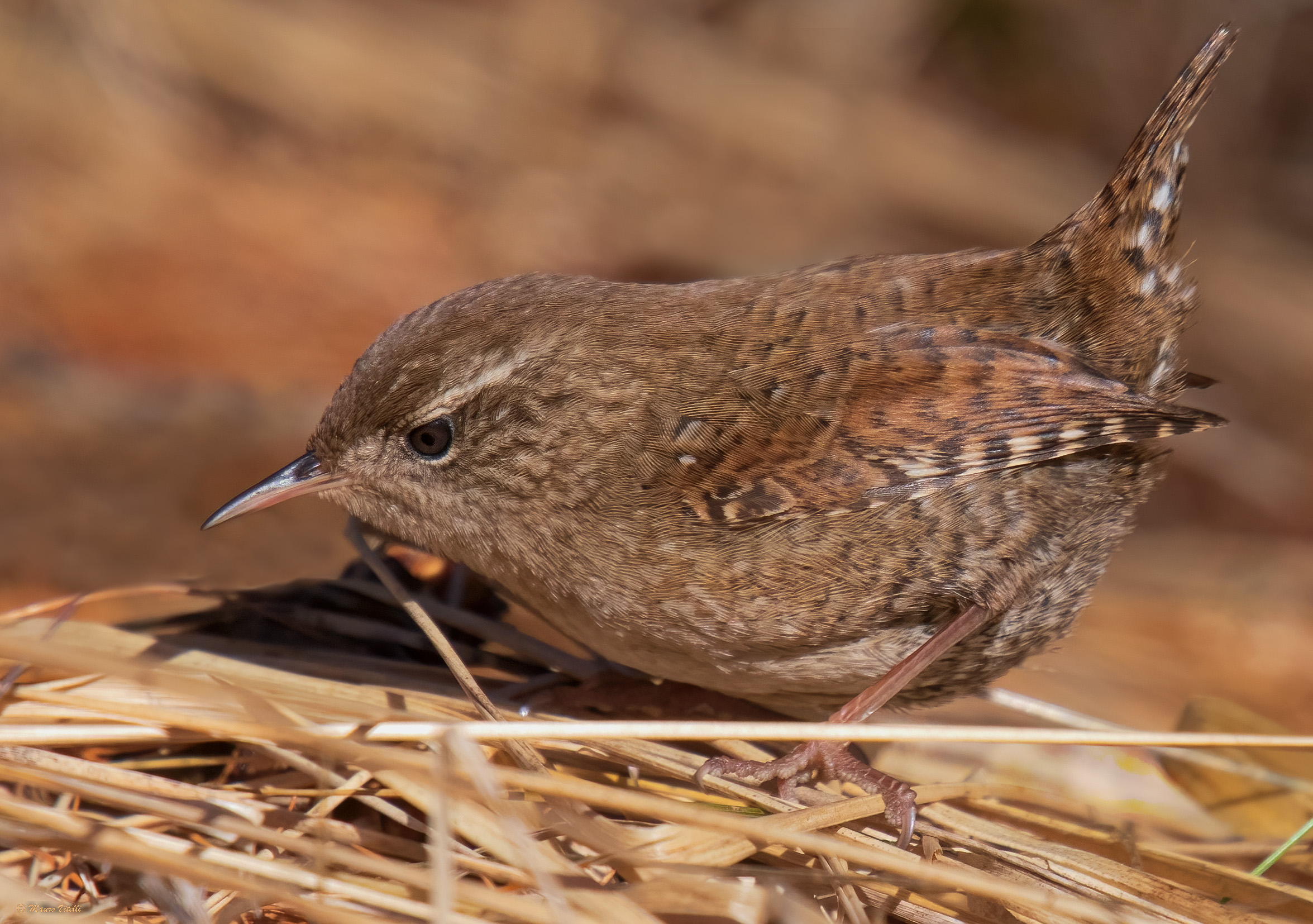 Wren (Troglodytes troglodytes)