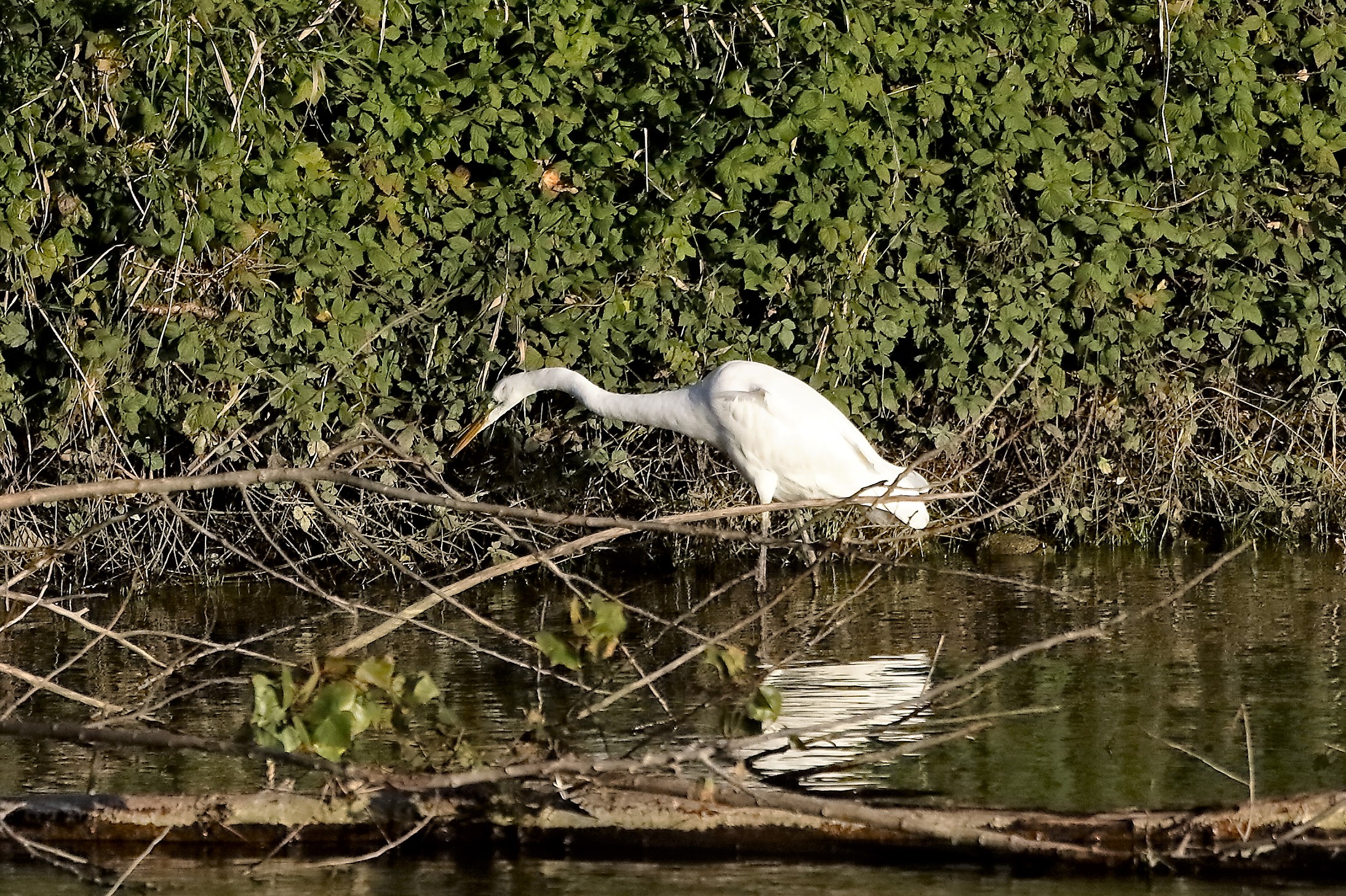 airone BM 23 novembre 2022