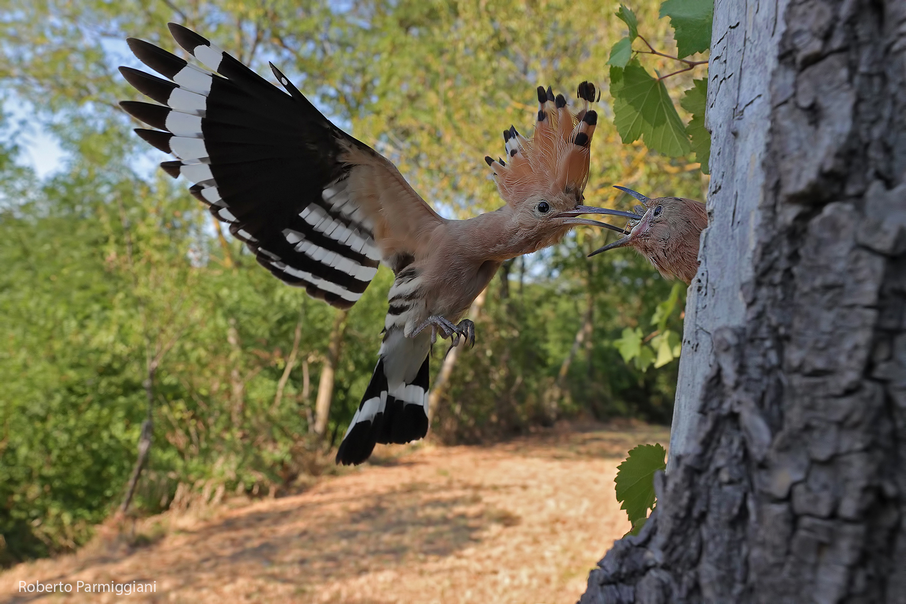 Wide-angle hoopoe