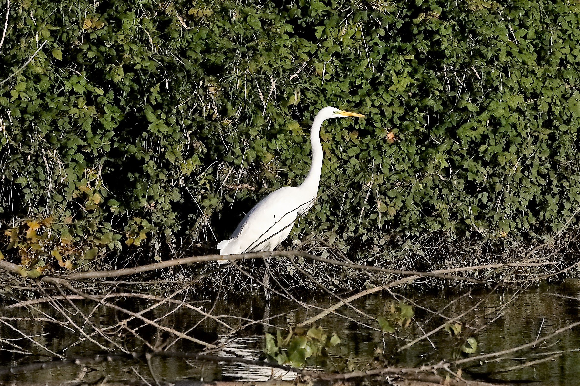 Airone BM 23 novembre 2022