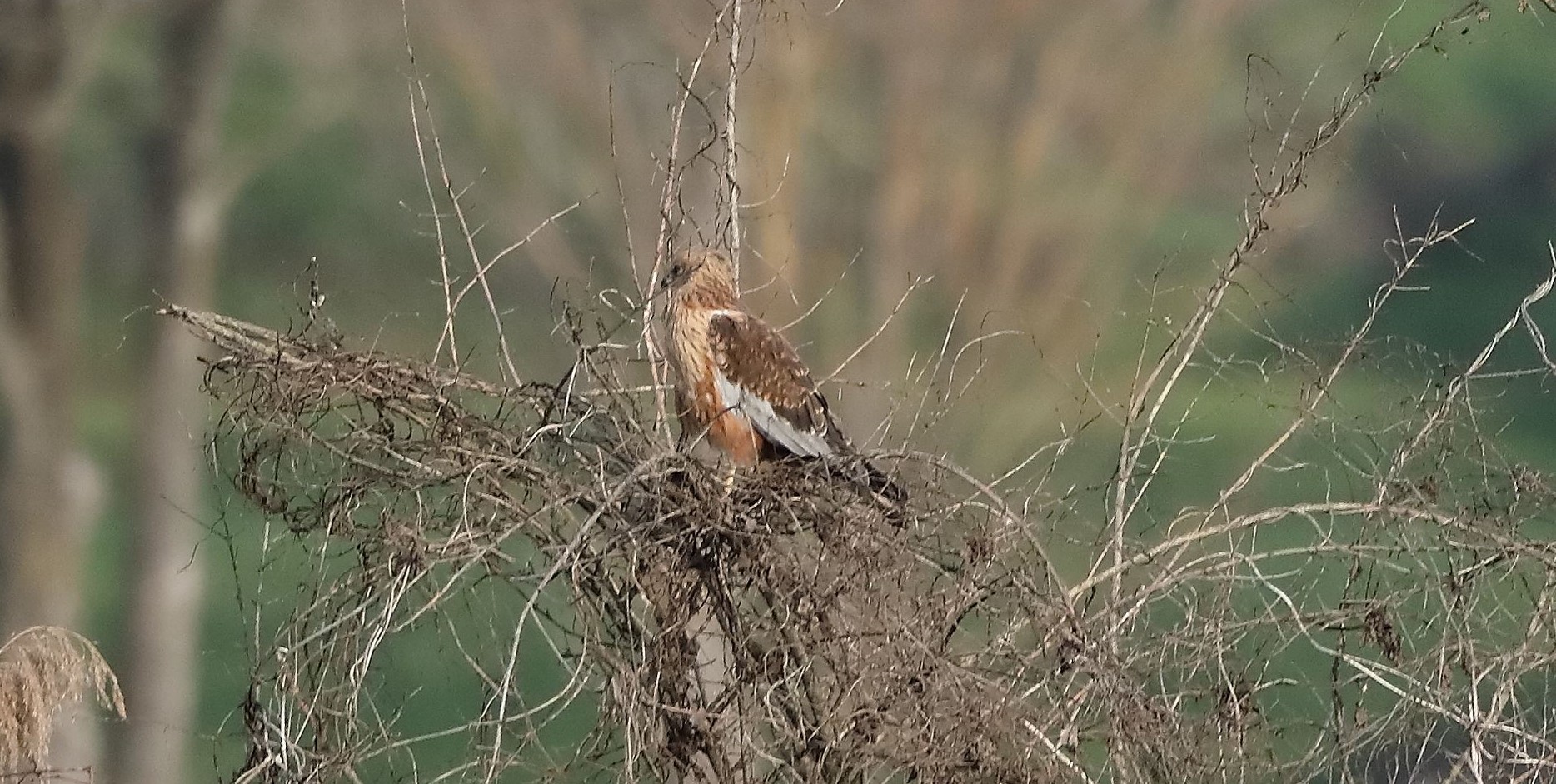 Falco di palude 18-12-2022