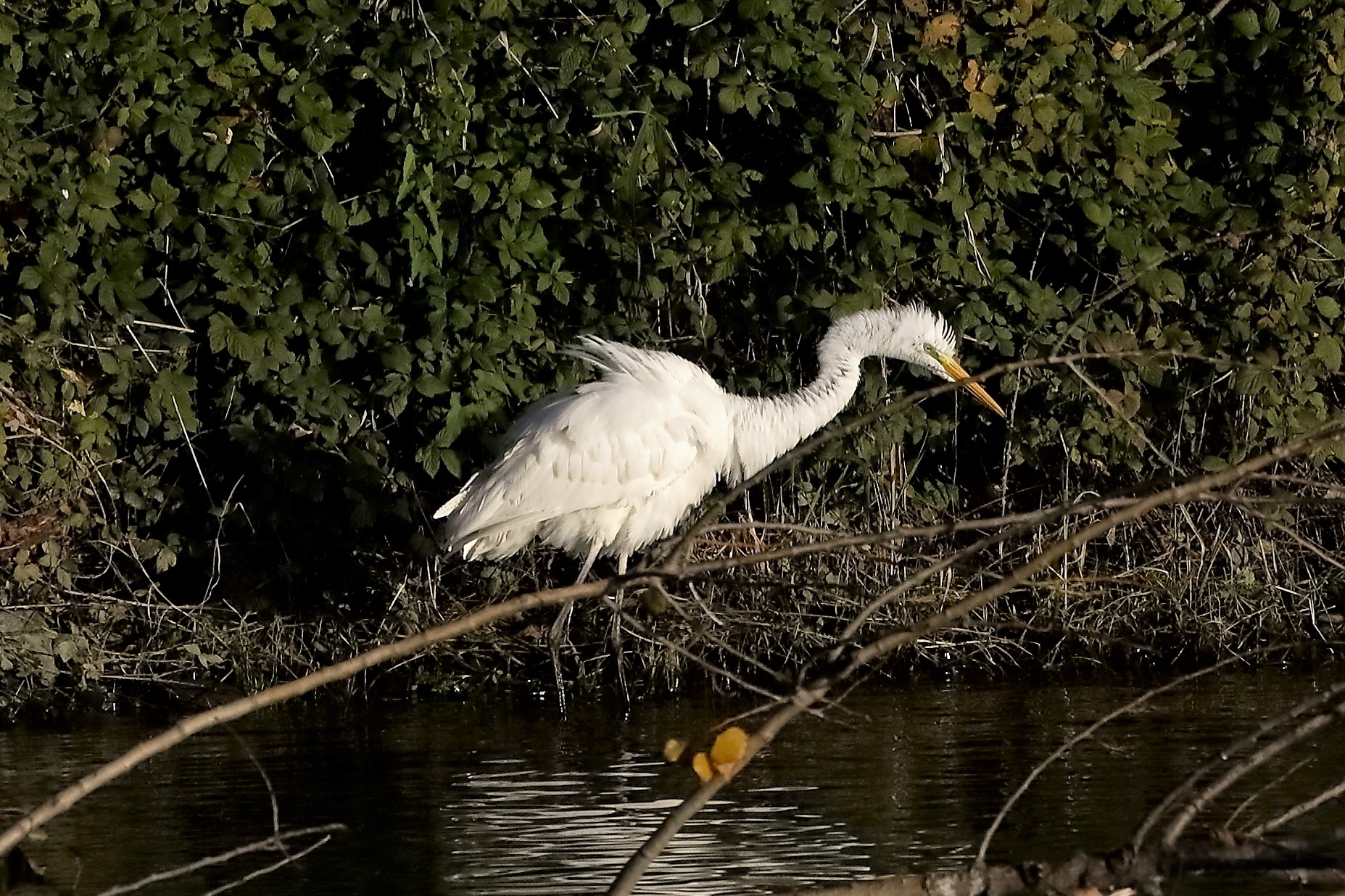 Airone BM 23 novembre 2022