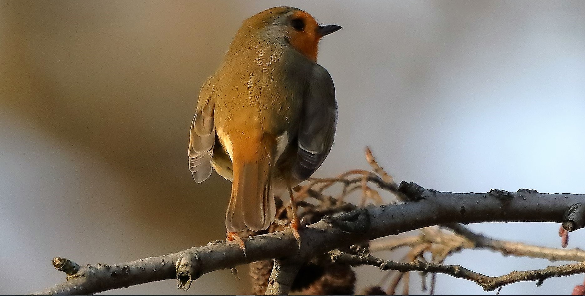 Pettirosso 18-12-2022