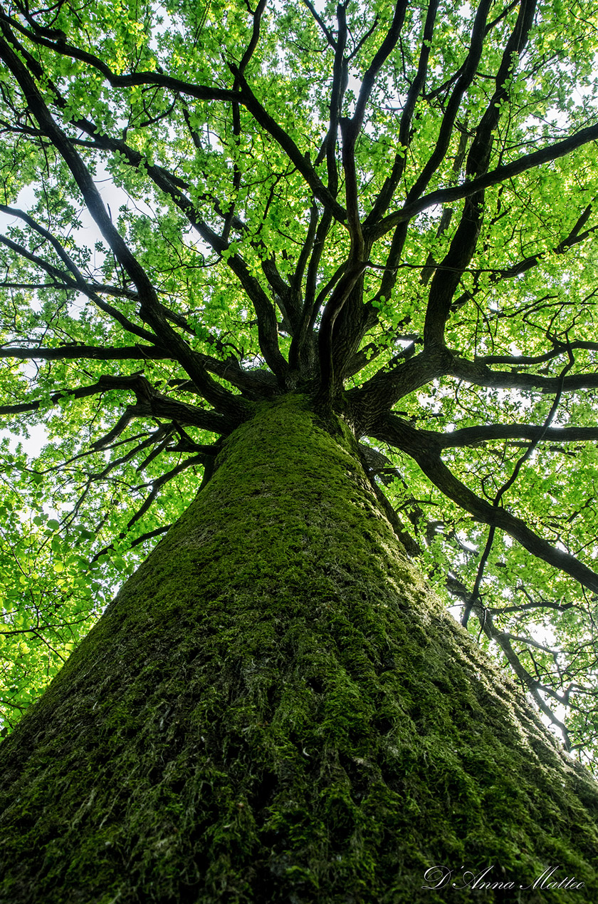 at the foot of the oak