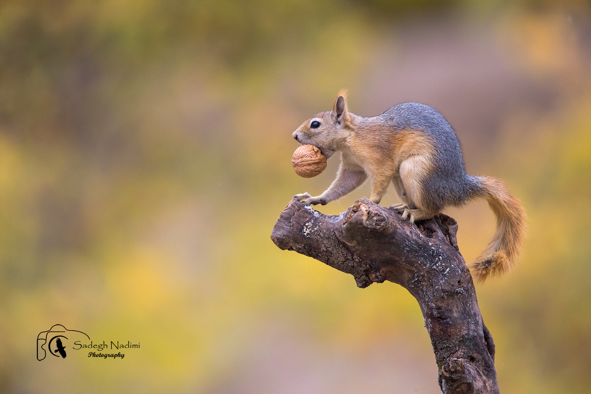 Squirrel