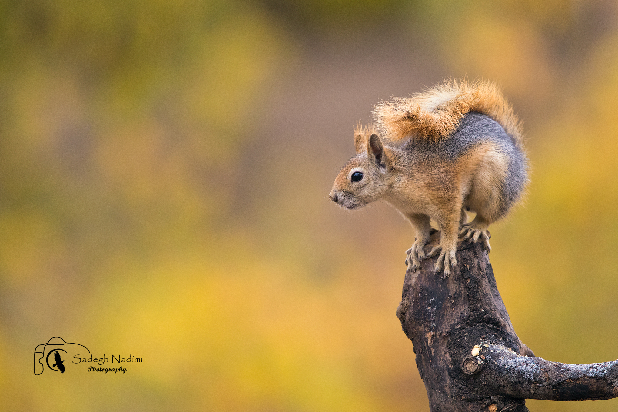 Squirrel