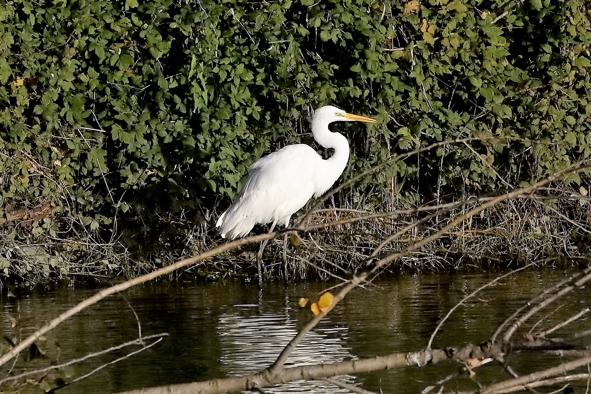 Airone BM 23 novembre 2022