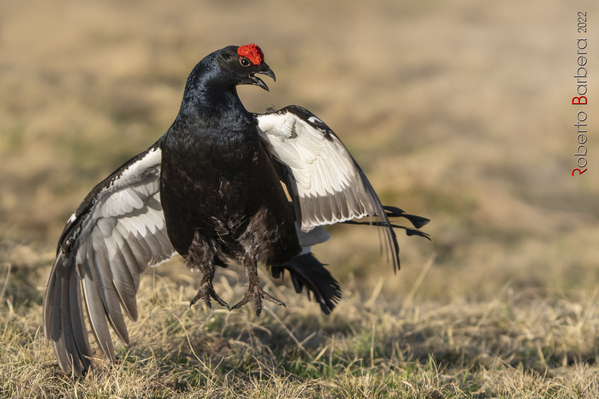 Gallo forcello in arena di canto. Maggio 2022