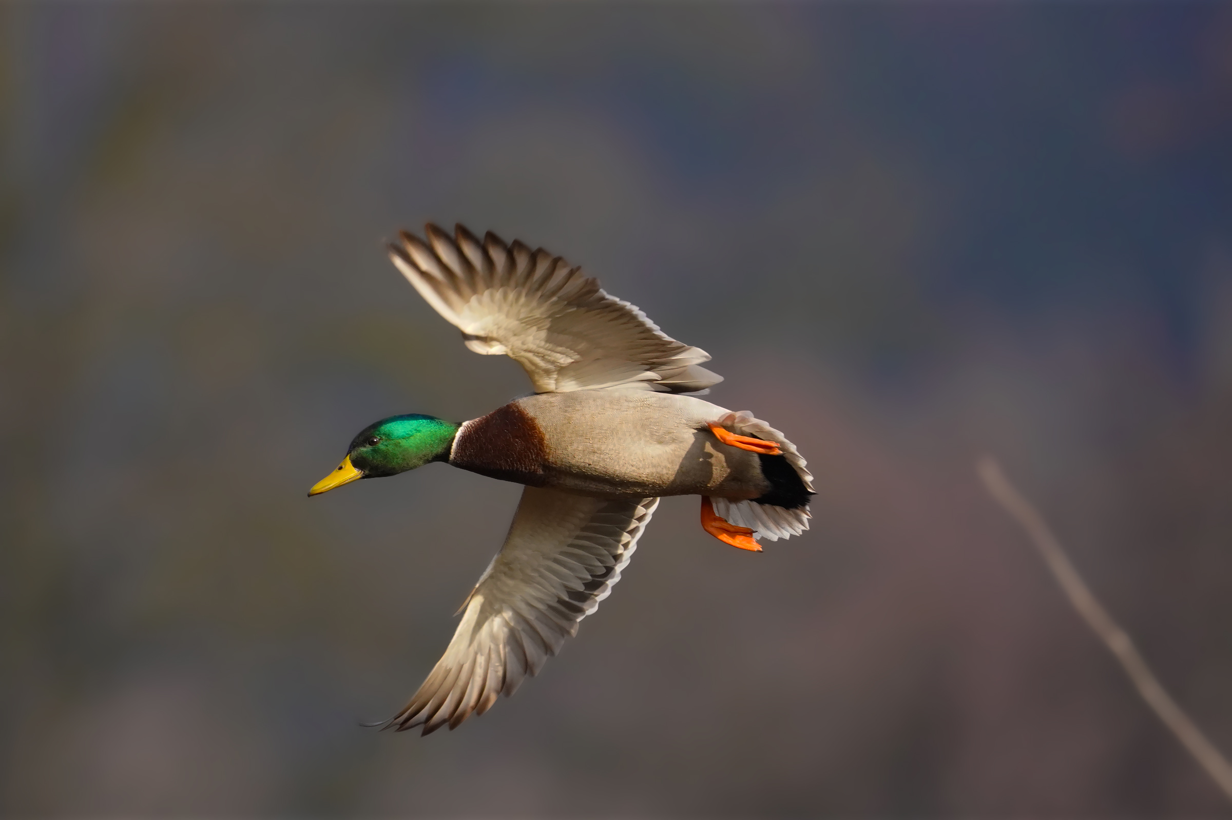 male mallard