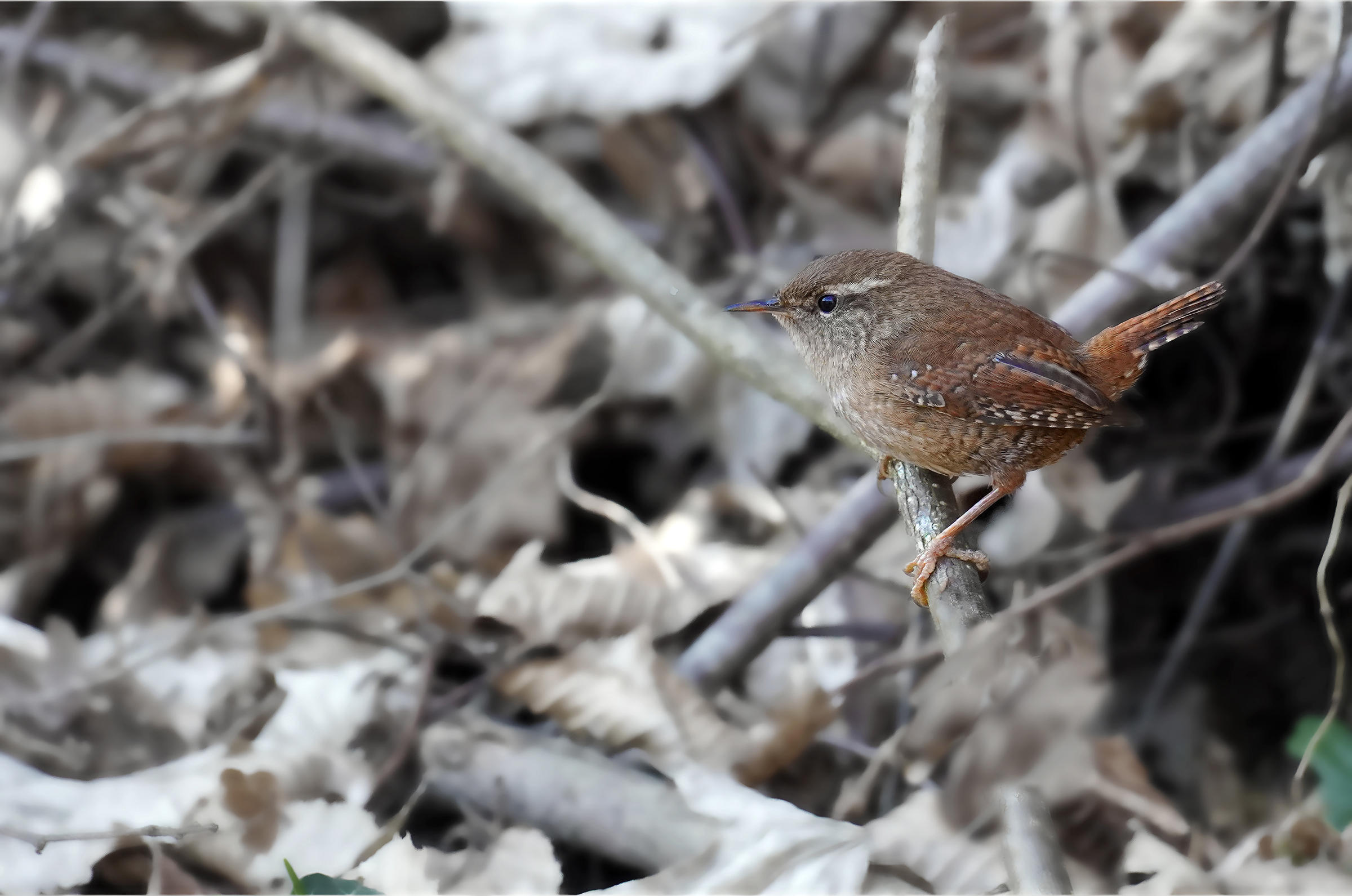 wren
