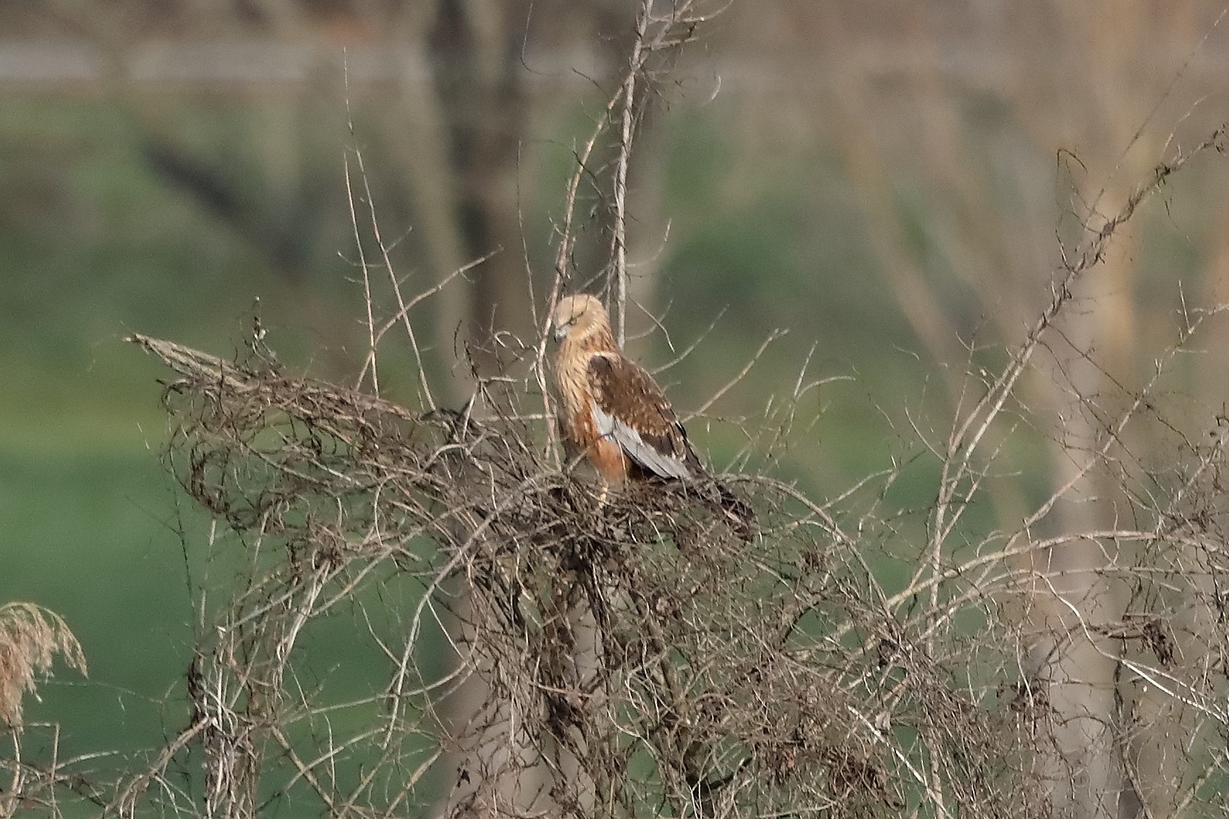 Falco di palude 18-12-2022